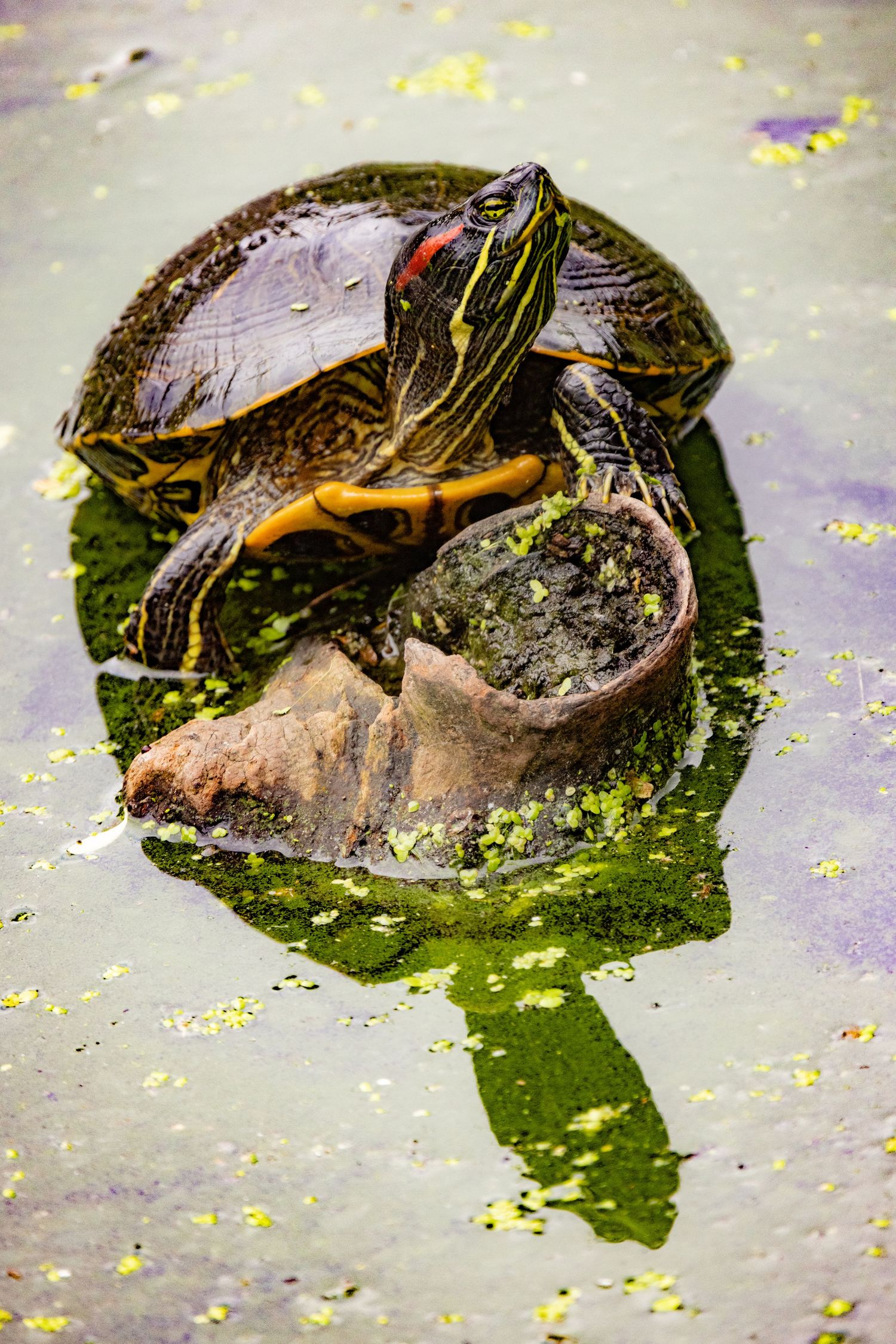 A red-eared slider turtle basking on a mossy rock in a shallow pond.