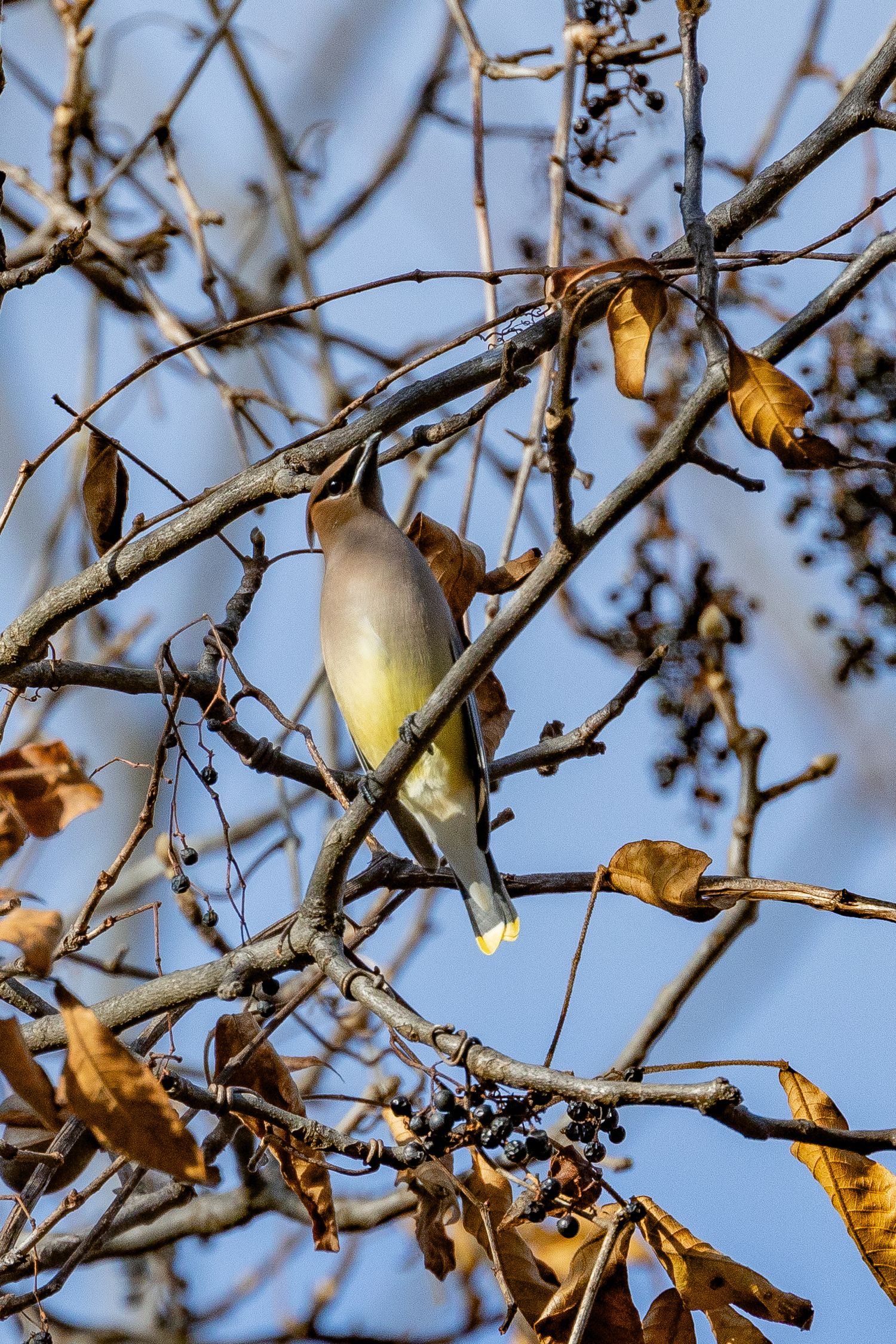 A cedar waxwing bird perches on a bare branch among dried berries and autumn leaves under a blue sky.