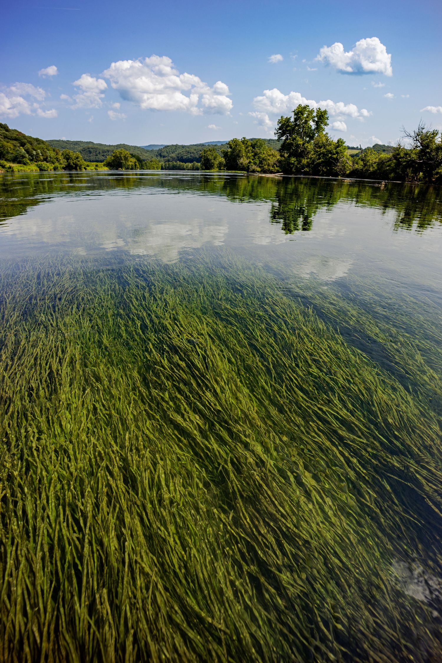 Lush green aquatic grass flowing beneath clear lake water with tree reflections and blue sky.