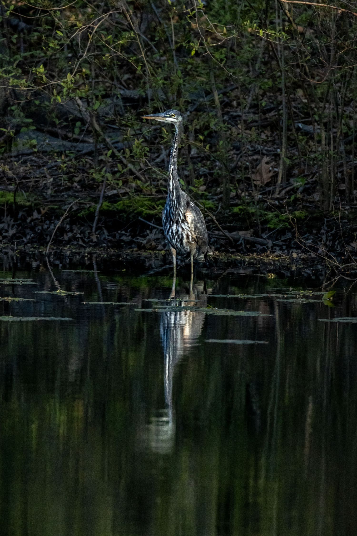 A great blue heron stands still in calm water, its reflection mirrored below amid dark trees.
