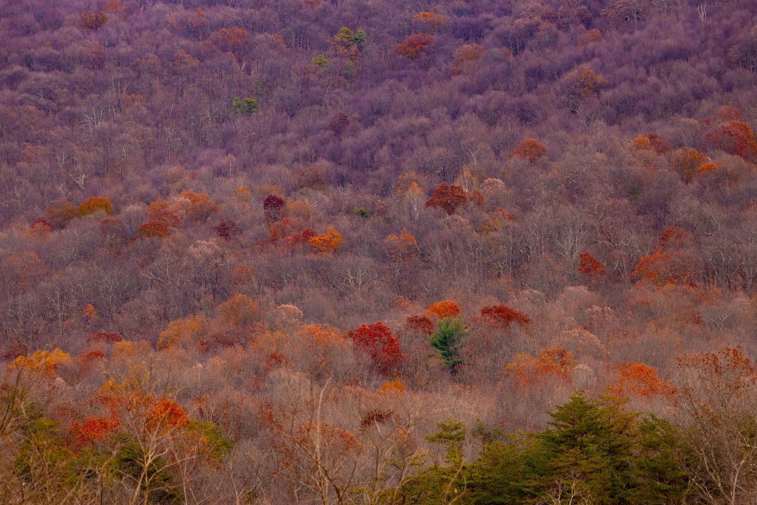 Vibrant autumn hillside forest displaying rich red, orange, and purple foliage colors in fall season.