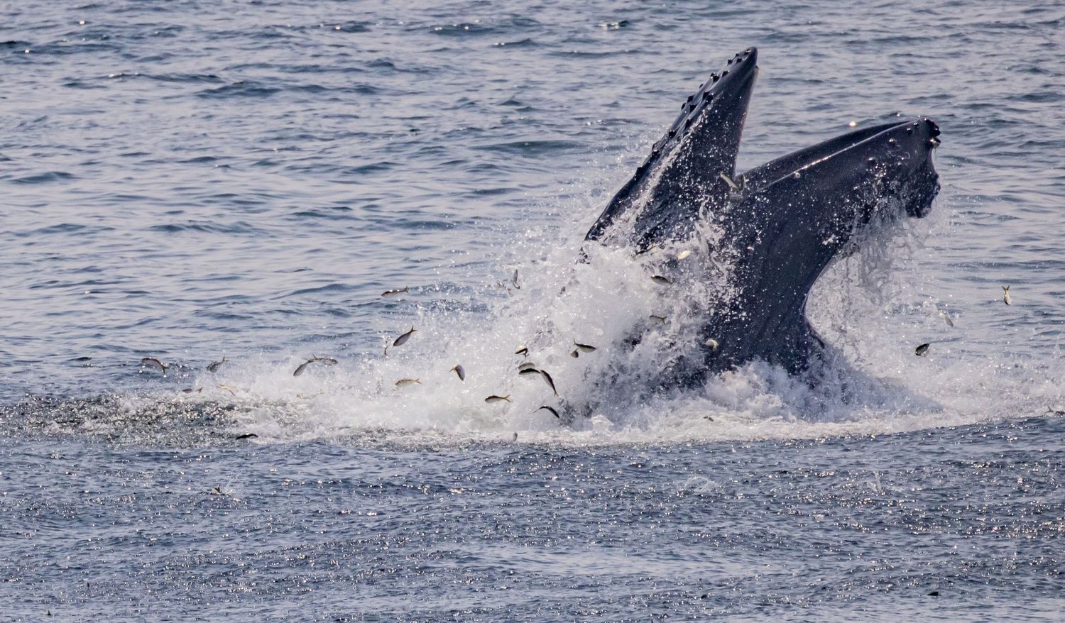 Humpback whale lunge feeding at ocean surface surrounded by splashing fish.