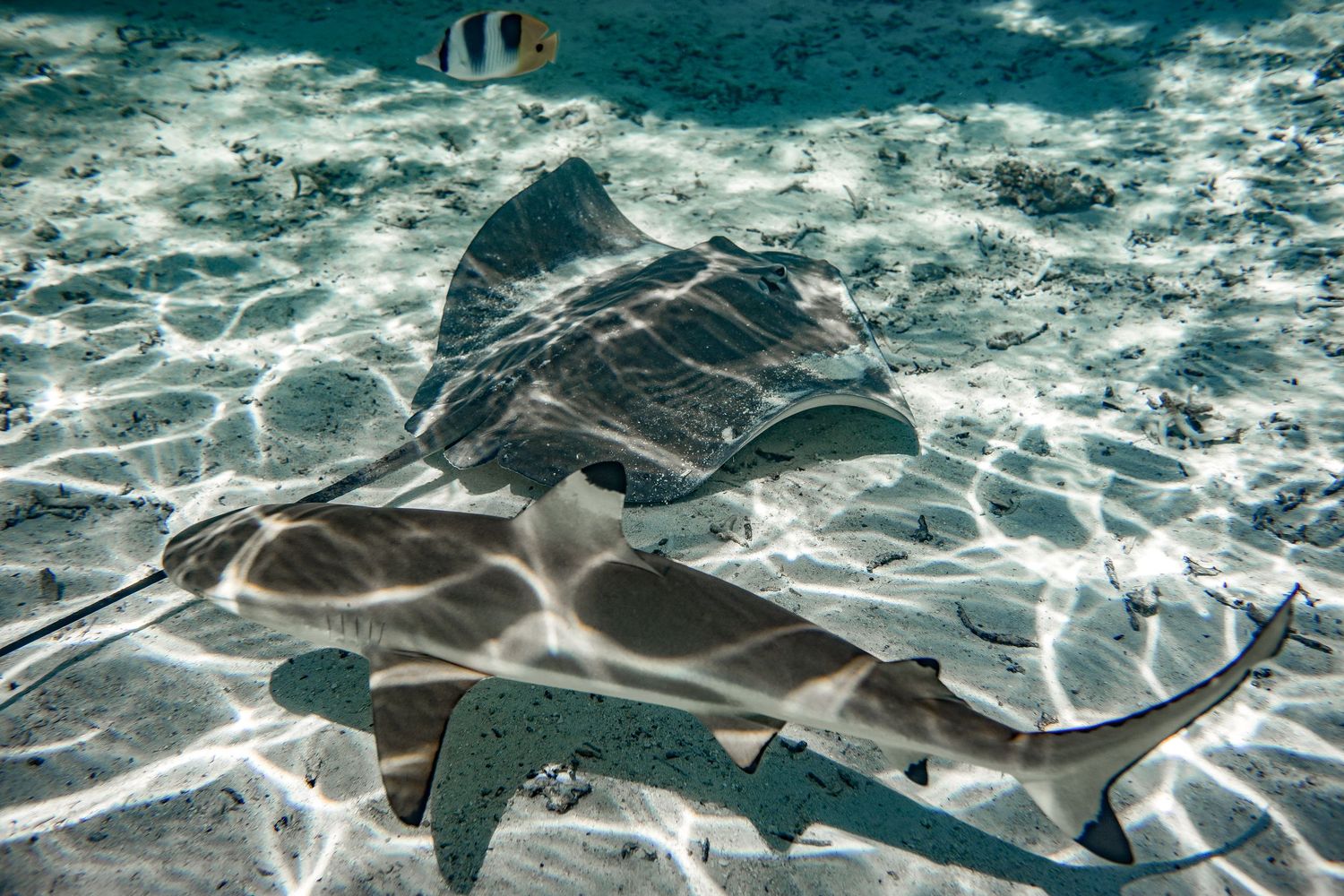 A stingray and a blacktip reef shark glide over a shallow sandy ocean floor in clear tropical water.