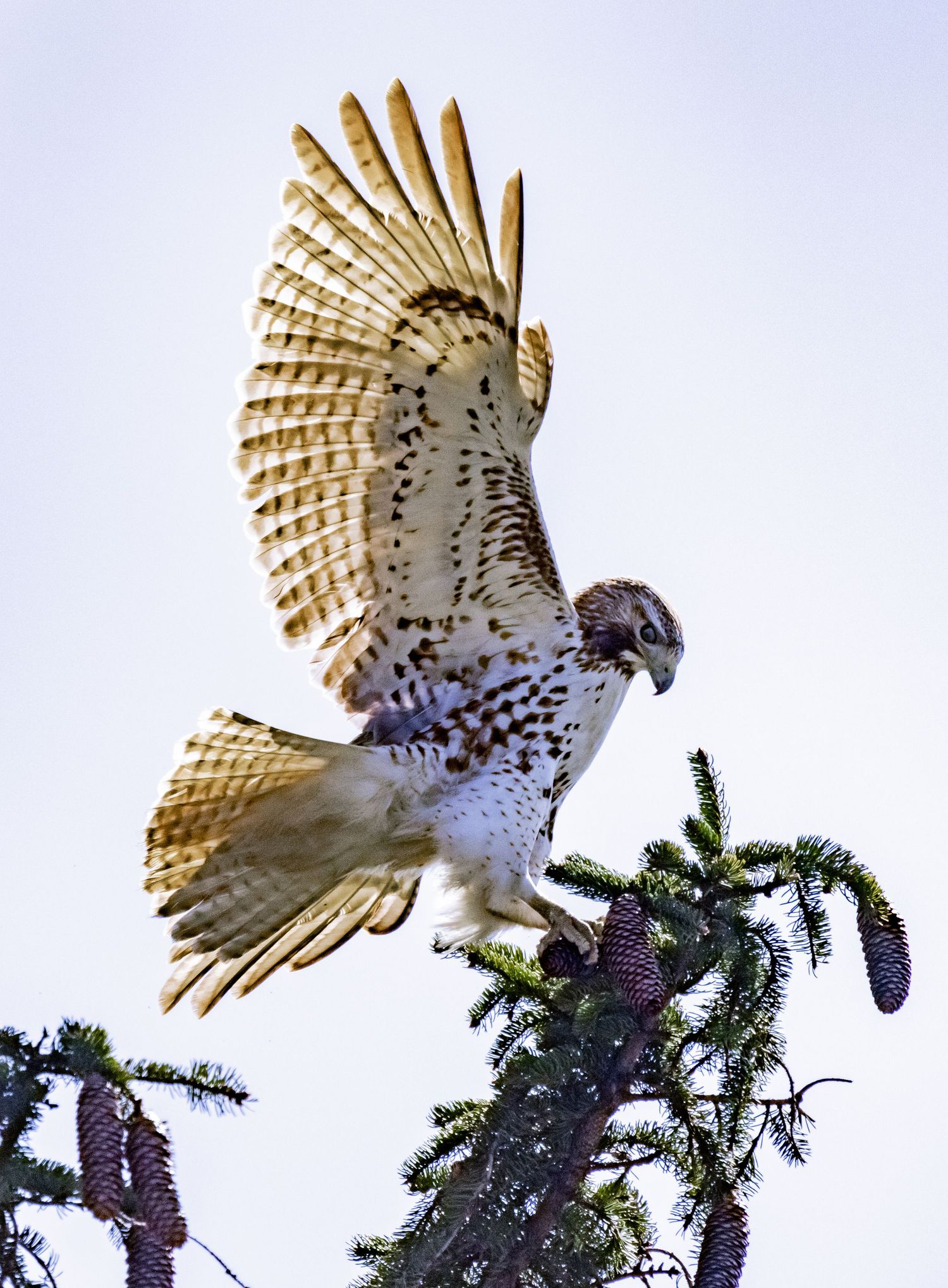 A red-tailed hawk spreading its wings while landing on a pine treetop.