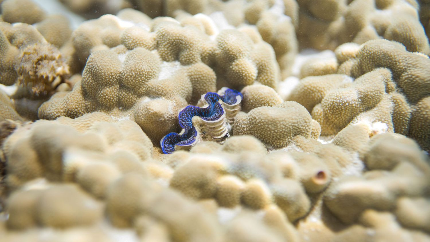 A vibrant blue and white clam nestled among pale coral reef formations underwater.