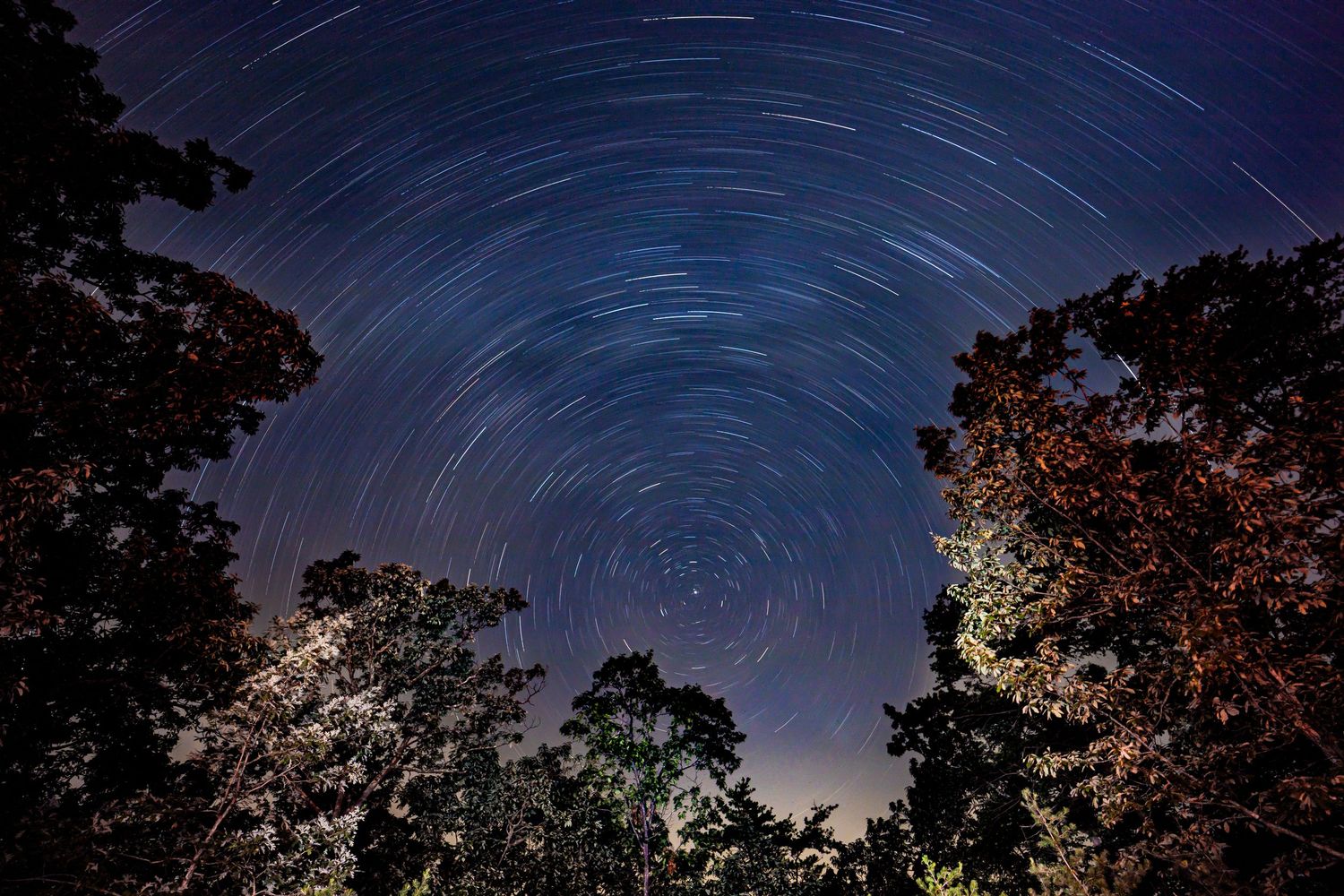A long-exposure night sky photo showing circular star trails above silhouetted forest trees.