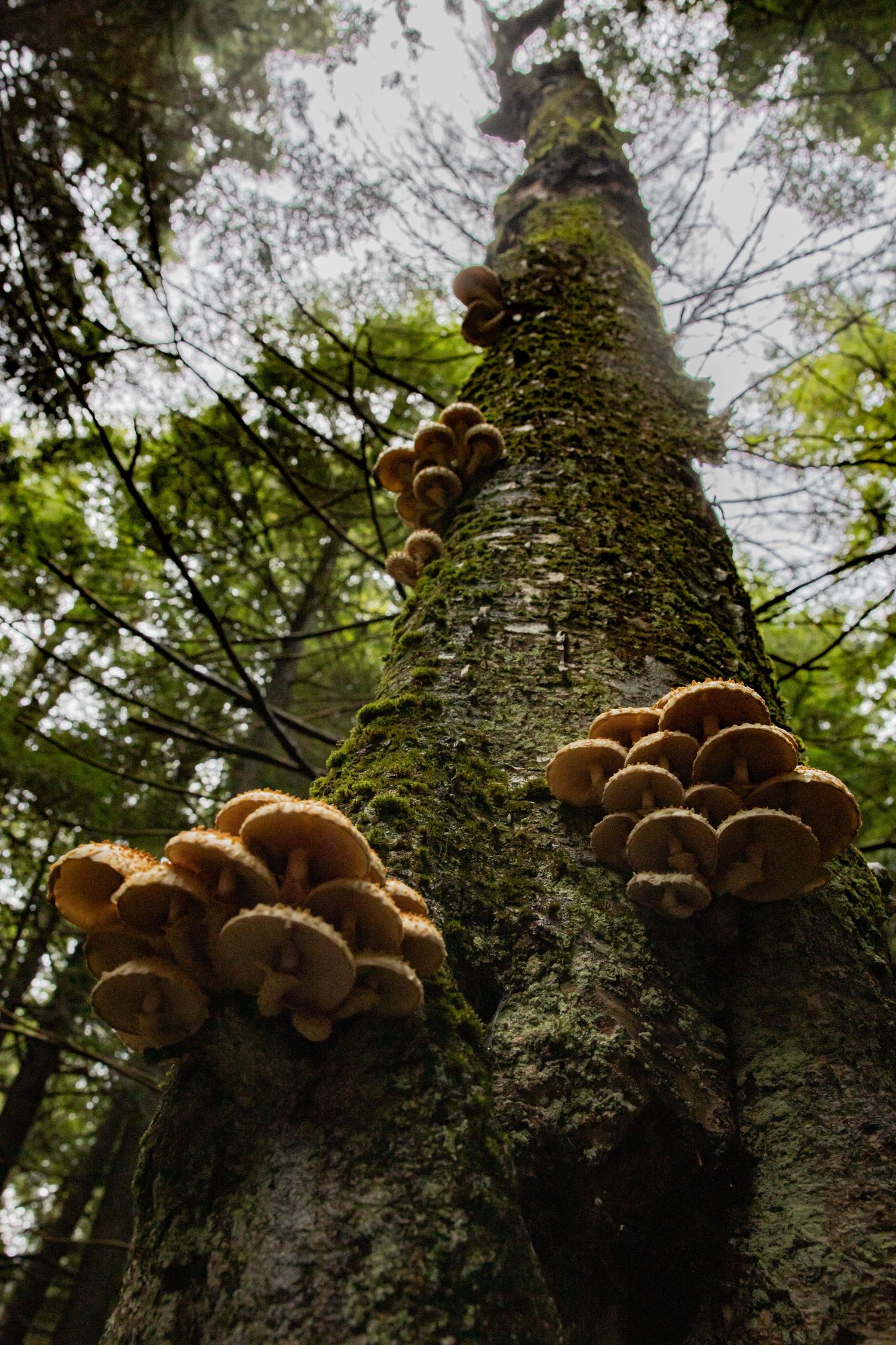 Low angle view of clusters of golden mushrooms growing on a moss-covered forest tree trunk.