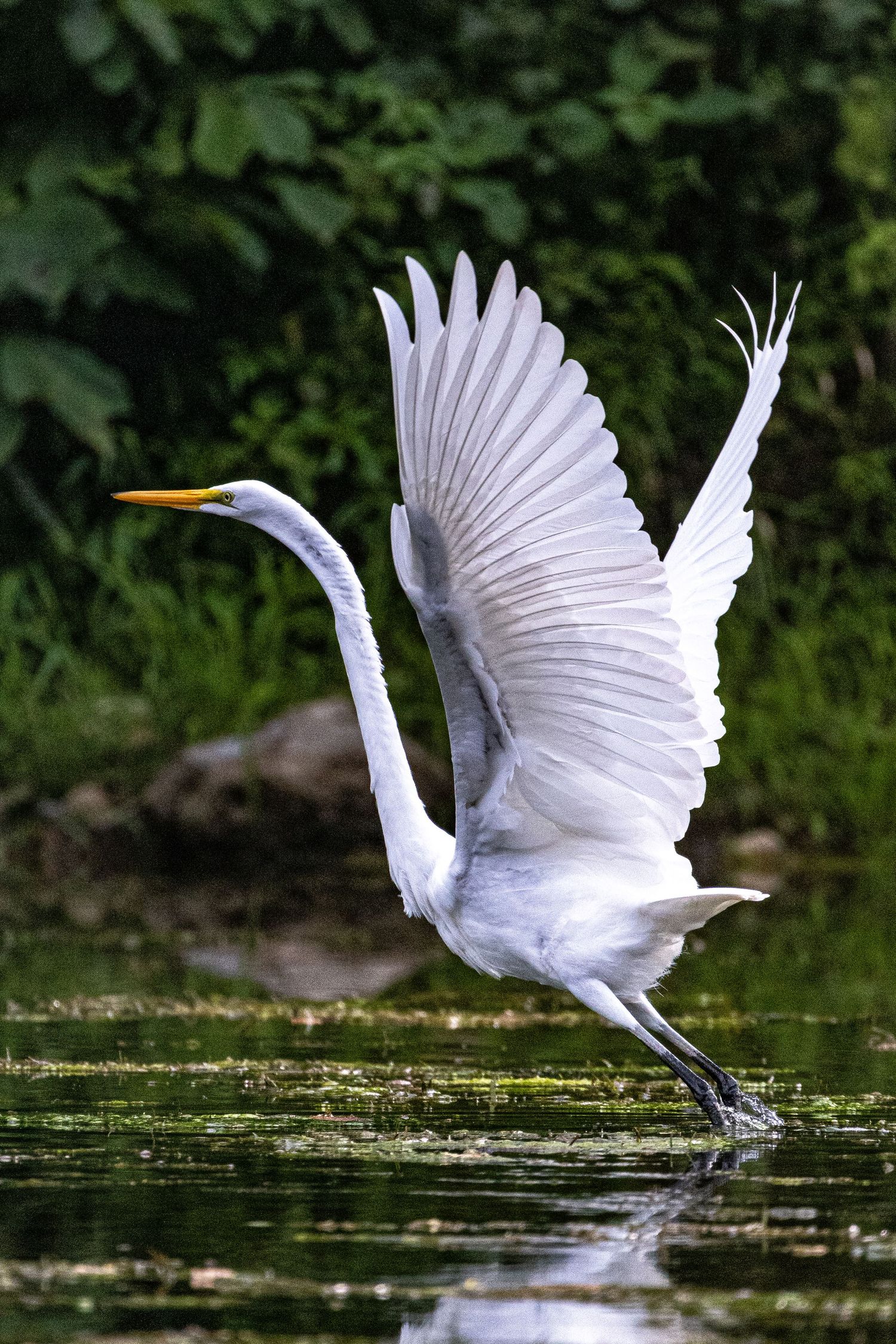 A great egret spreads its white wings taking flight from a shallow green wetland surrounded by lush foliage.