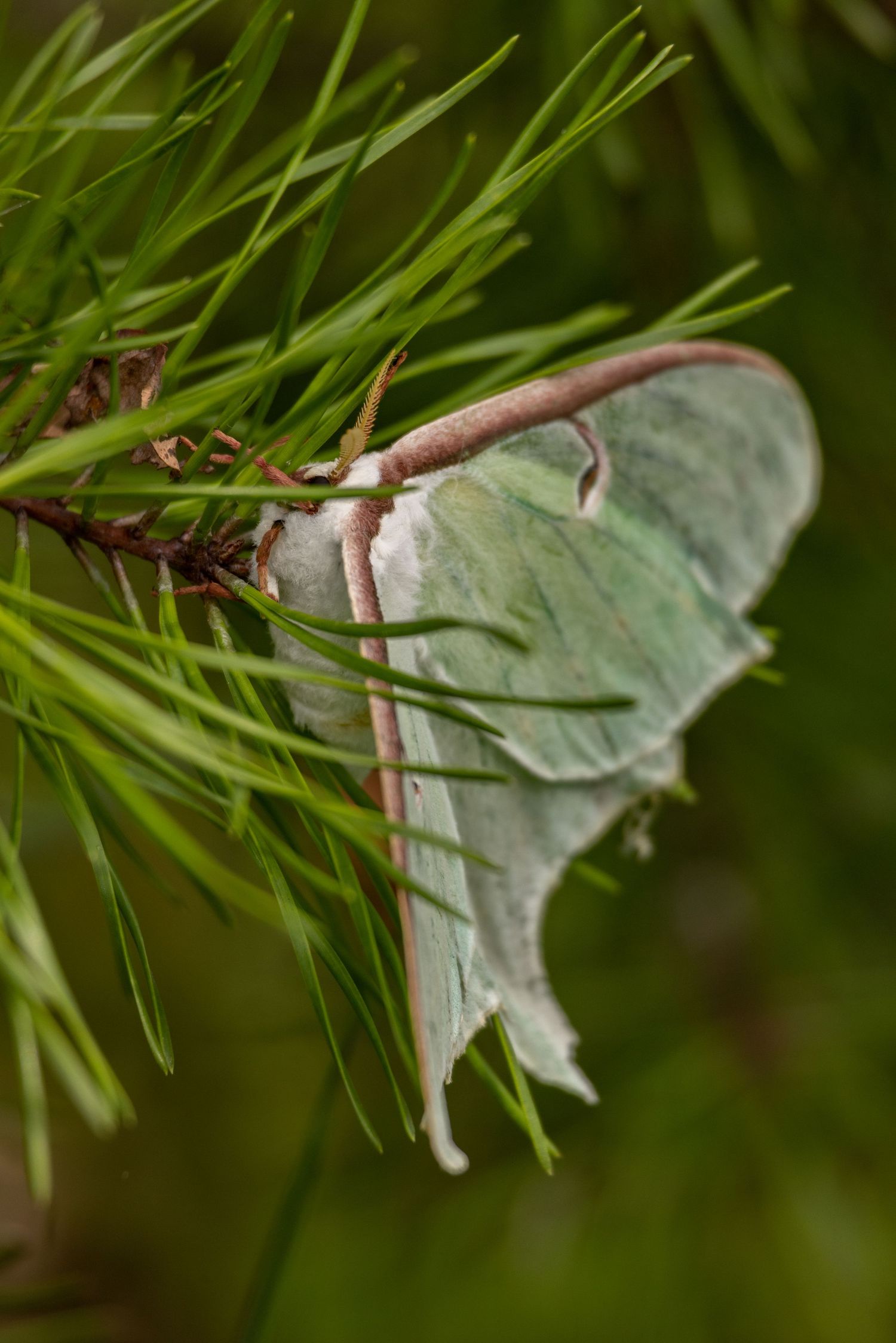 A pale green luna moth resting on pine needles in natural habitat.