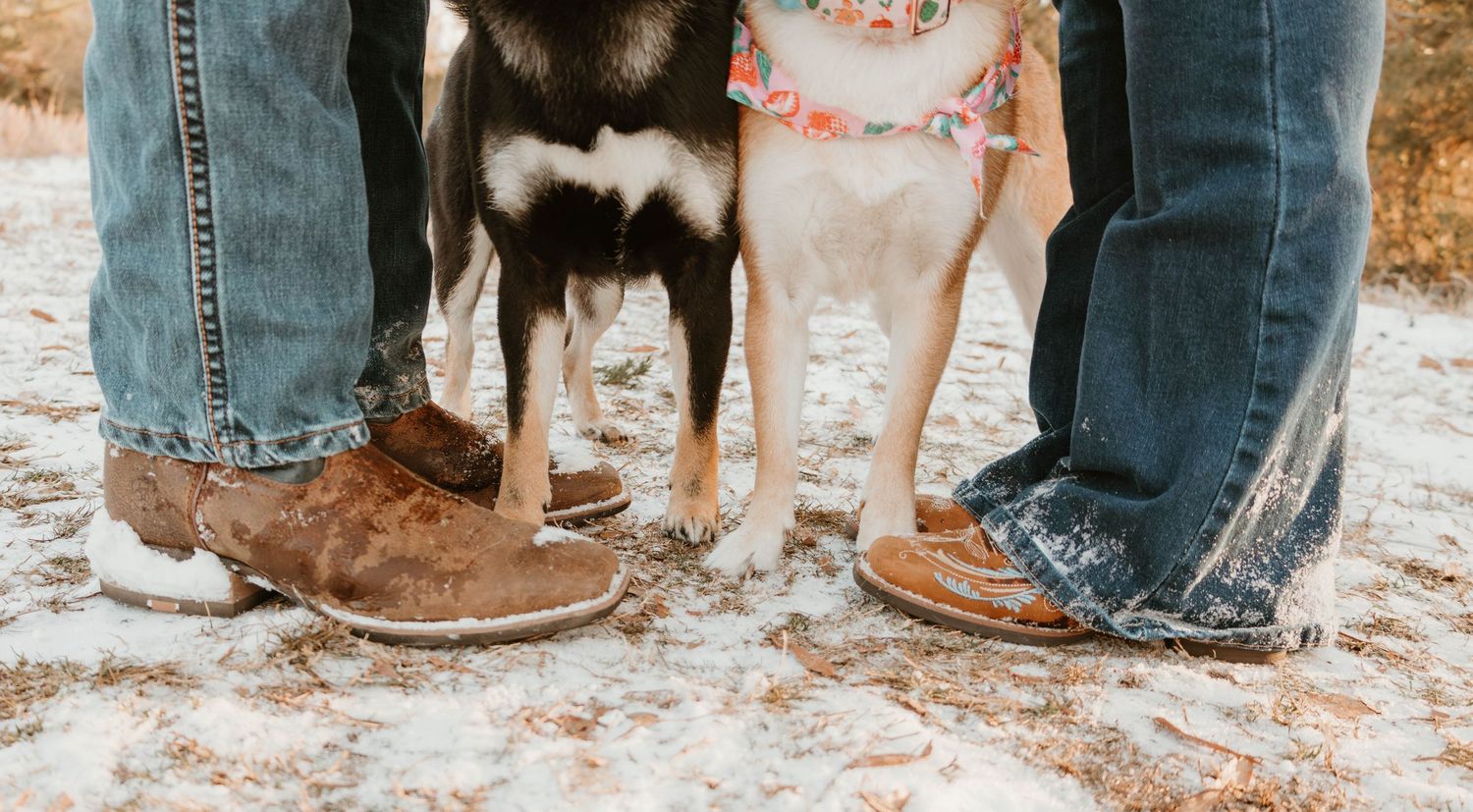 Dogs and their owners stand in a line on a snowy ground wearing winter boots and jeans.