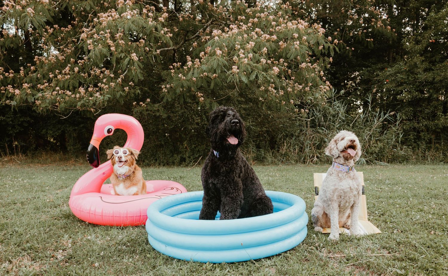Three dogs sit in colorful kiddie pools on grass, with a pink flamingo float and blue pool outdoors.