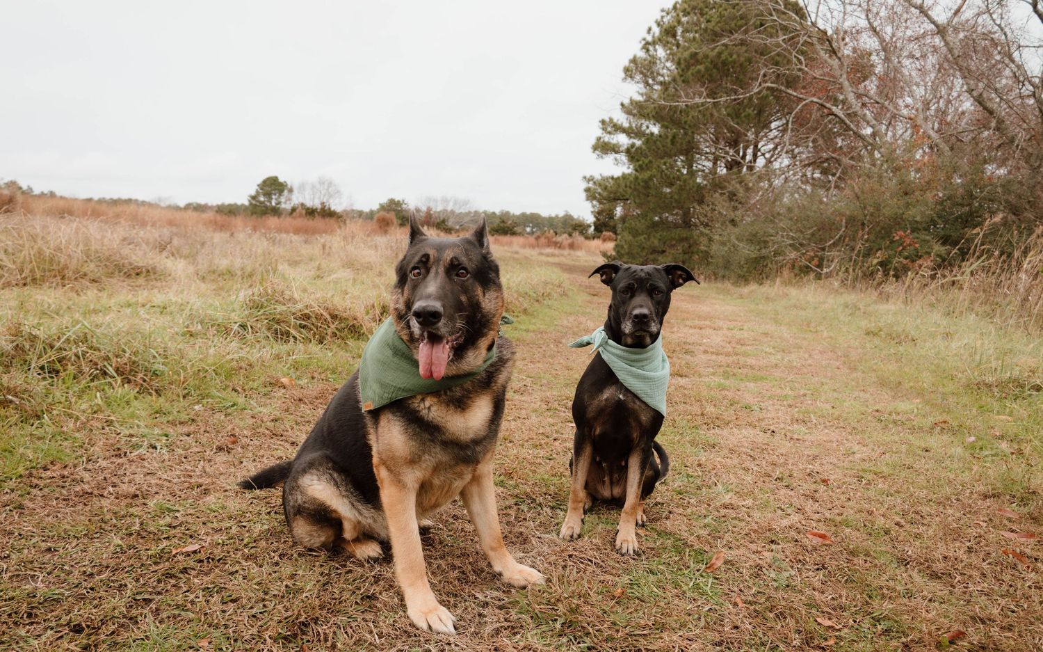 Two German Shepherd dogs sitting on a grassy hill during autumn.