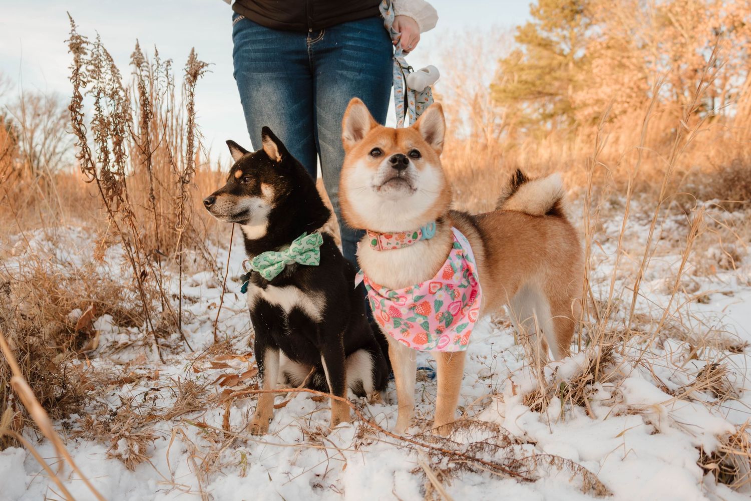 Two small dogs wearing bandanas pose together in a snowy winter landscape with golden grasses in the background.