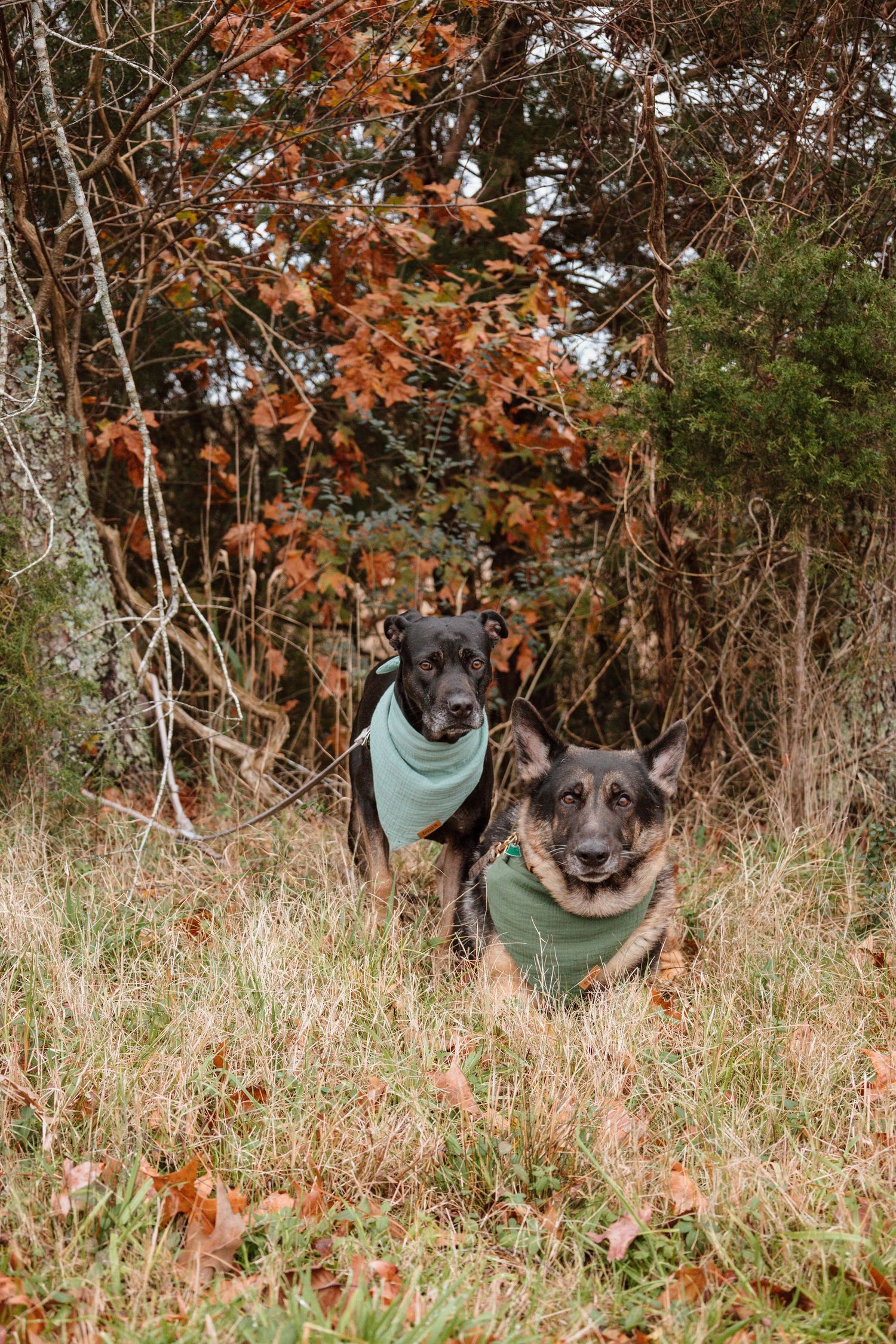 German Shepherd dogs relaxing in tall grass with fall leaves in background.