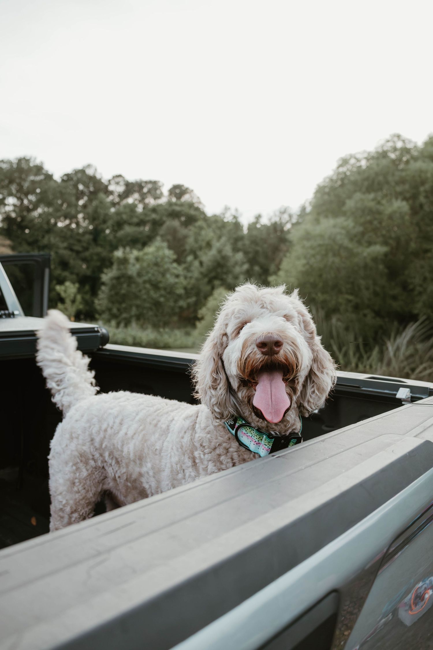 Fluffy white Labradoodle dog sitting in truck bed with tongue out, green trees in background.