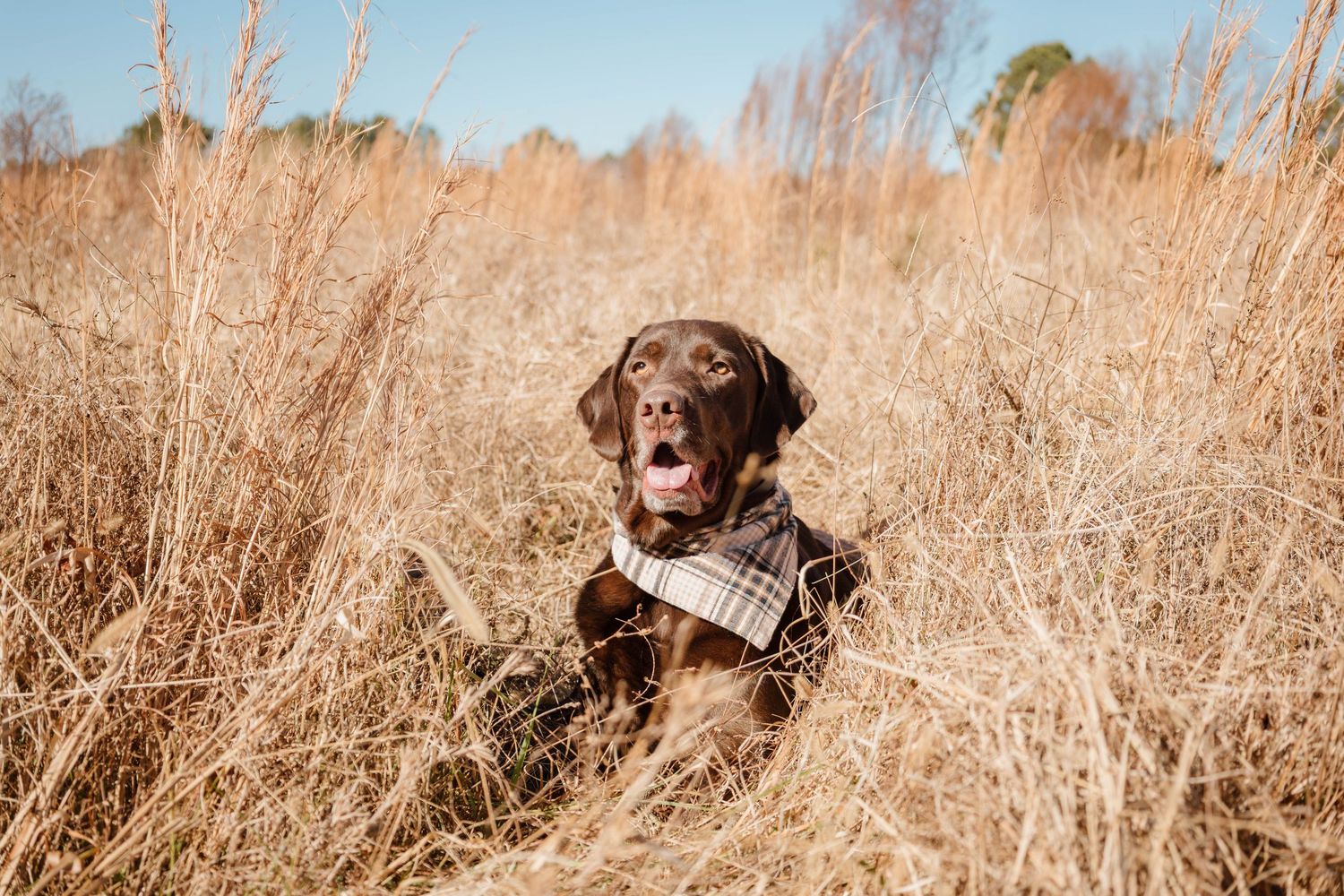 Chocolate Labrador retriever sits in tall golden grass field on sunny day.