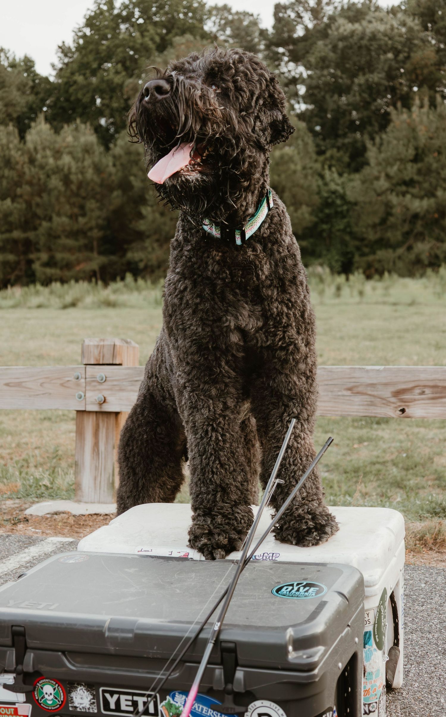 A curly dark brown Labradoodle sits on a Yeti cooler outdoors, tongue out, with green trees in the background.