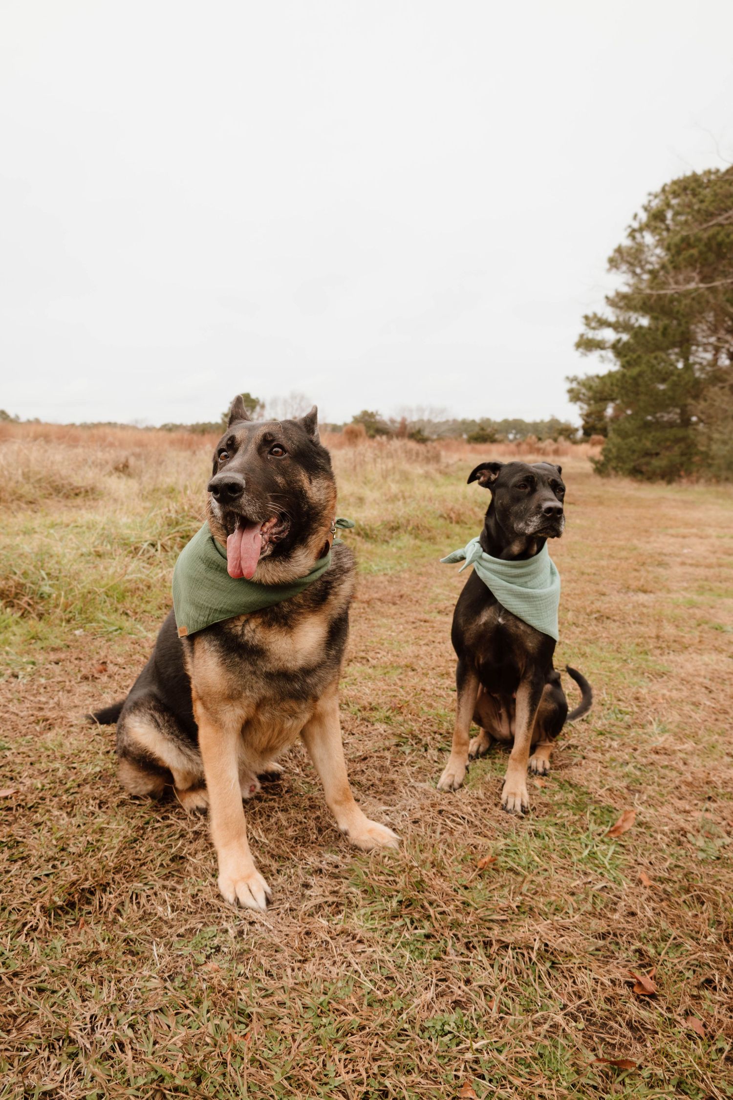 German Shepherds wearing bandanas sitting in tall grass on a hillside.