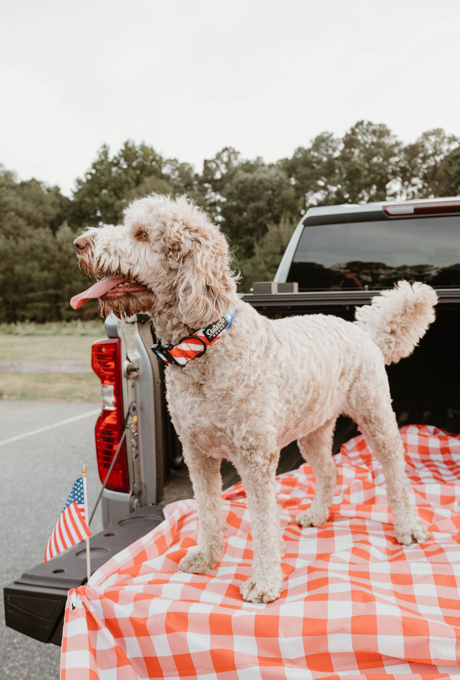 A fluffy goldendoodle dog stands on a red gingham blanket in a truck bed, wearing a patriotic collar near an American flag.