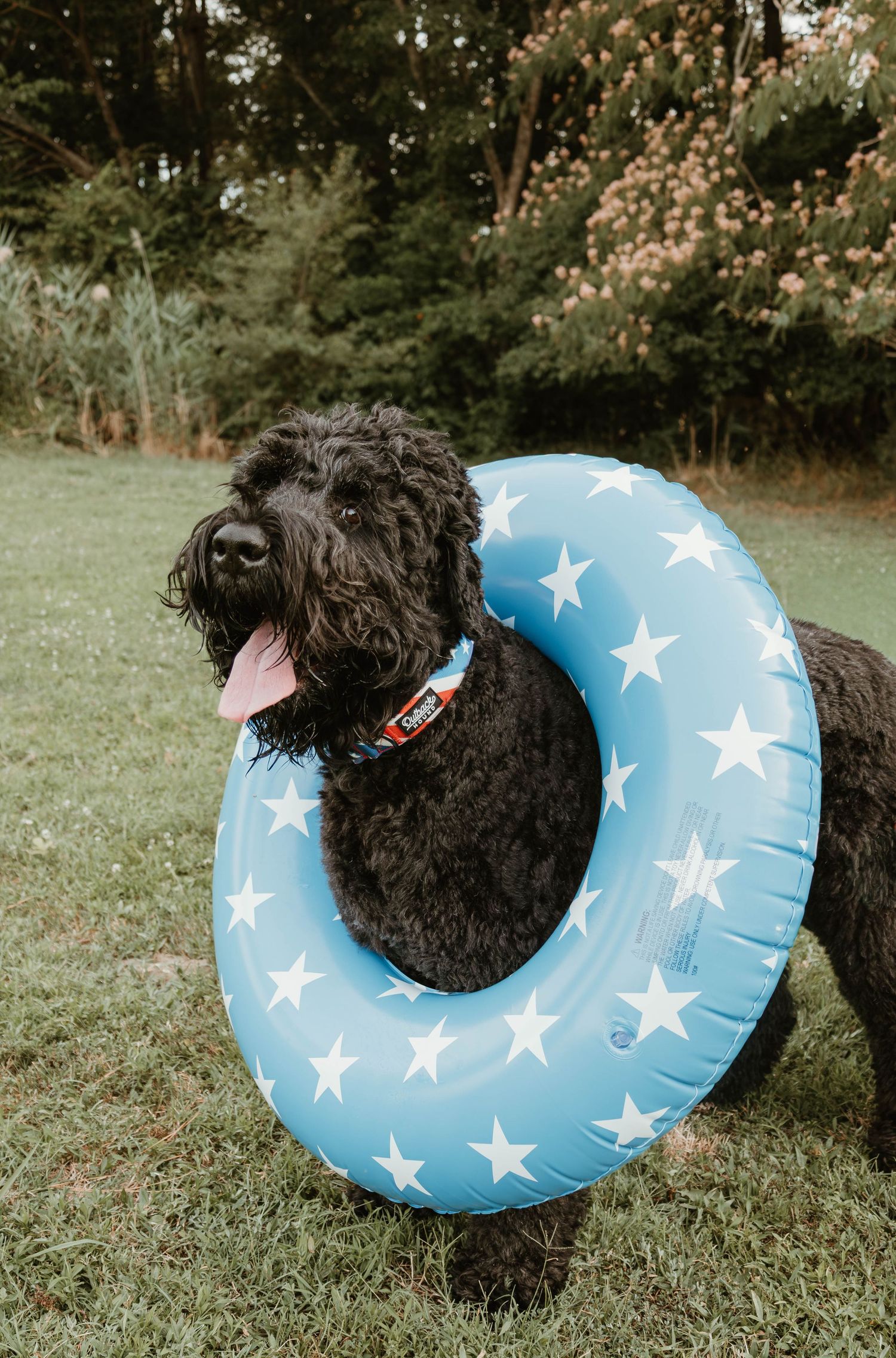 Black curly dog wearing a blue star-patterned inflatable pool ring around its neck on green grass.