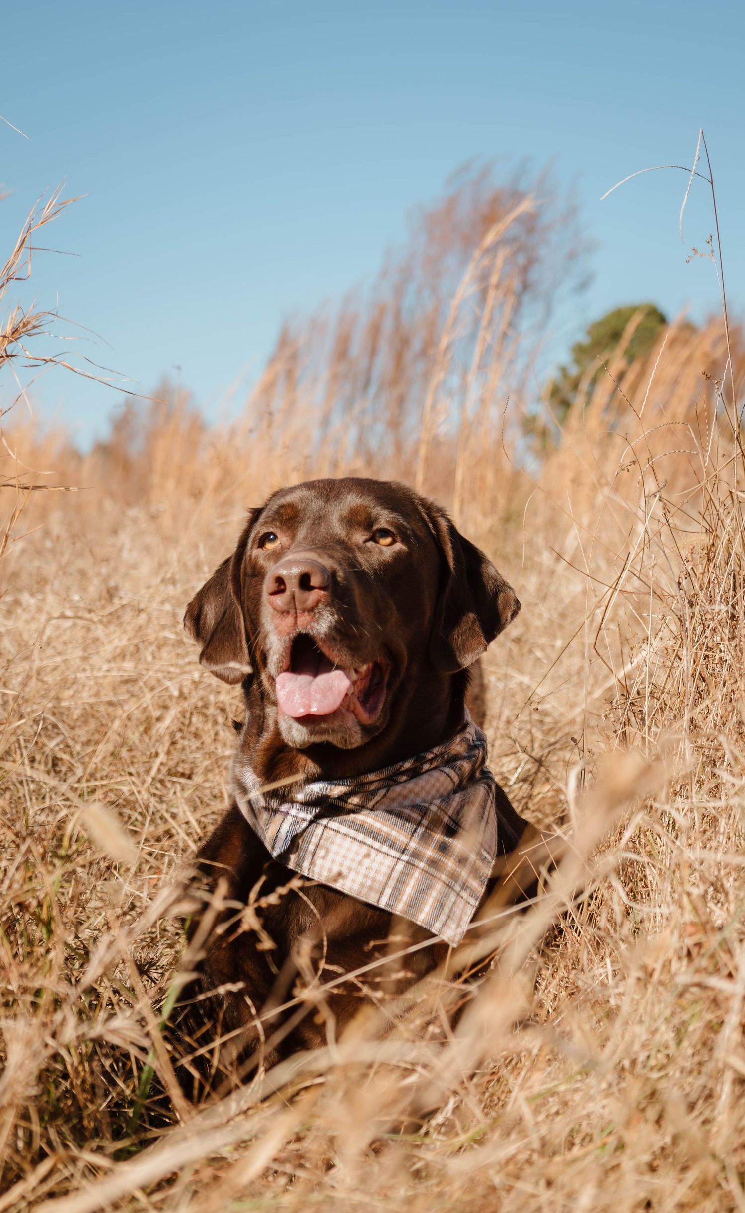A chocolate Labrador dog wearing a plaid bandana lies happily in tall golden grass on a sunny day.