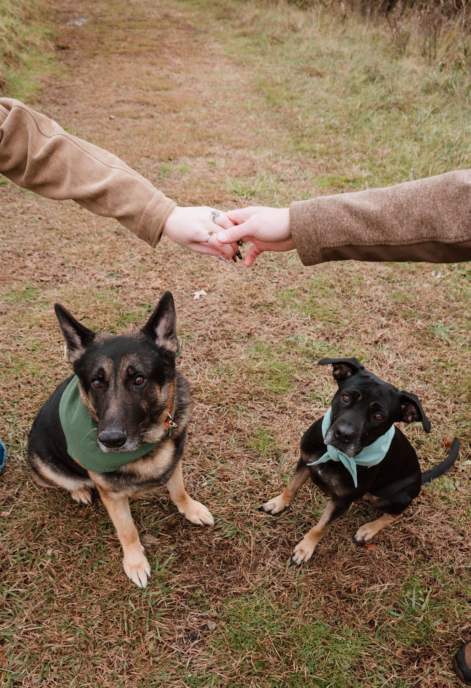 German Shepherd dogs wearing teal bandanas receive treats from an outstretched hand.
