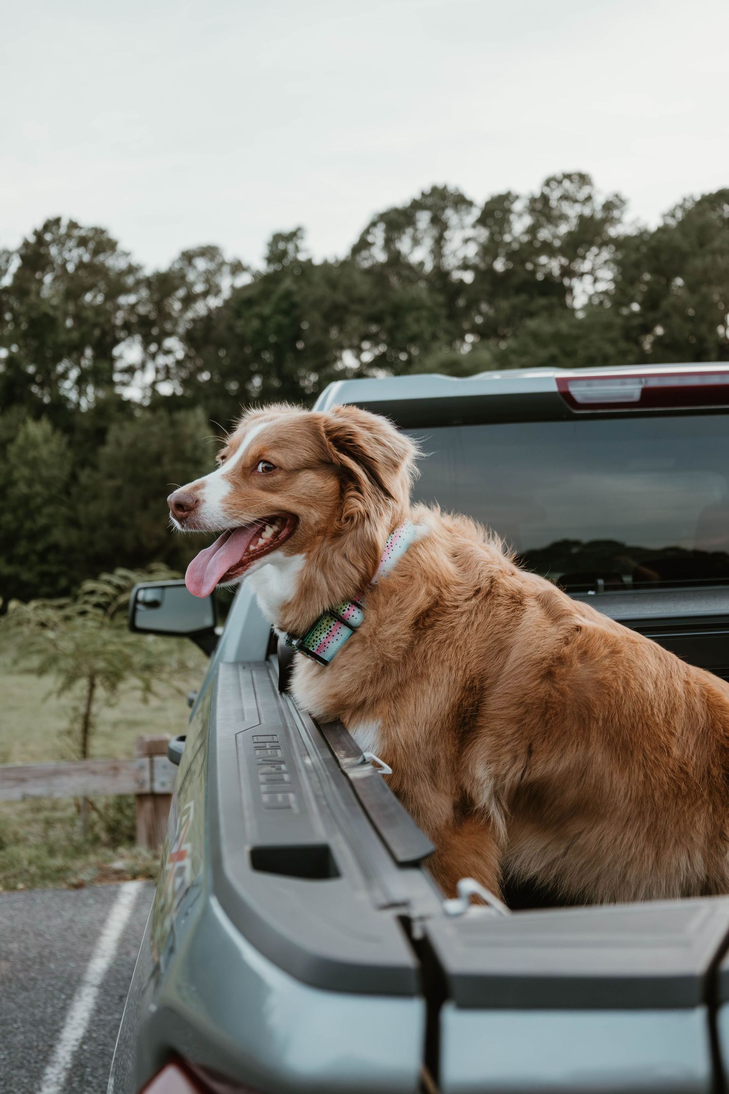 A happy brown Australian Shepherd dog rests on the tailgate of a pickup truck with tongue out.