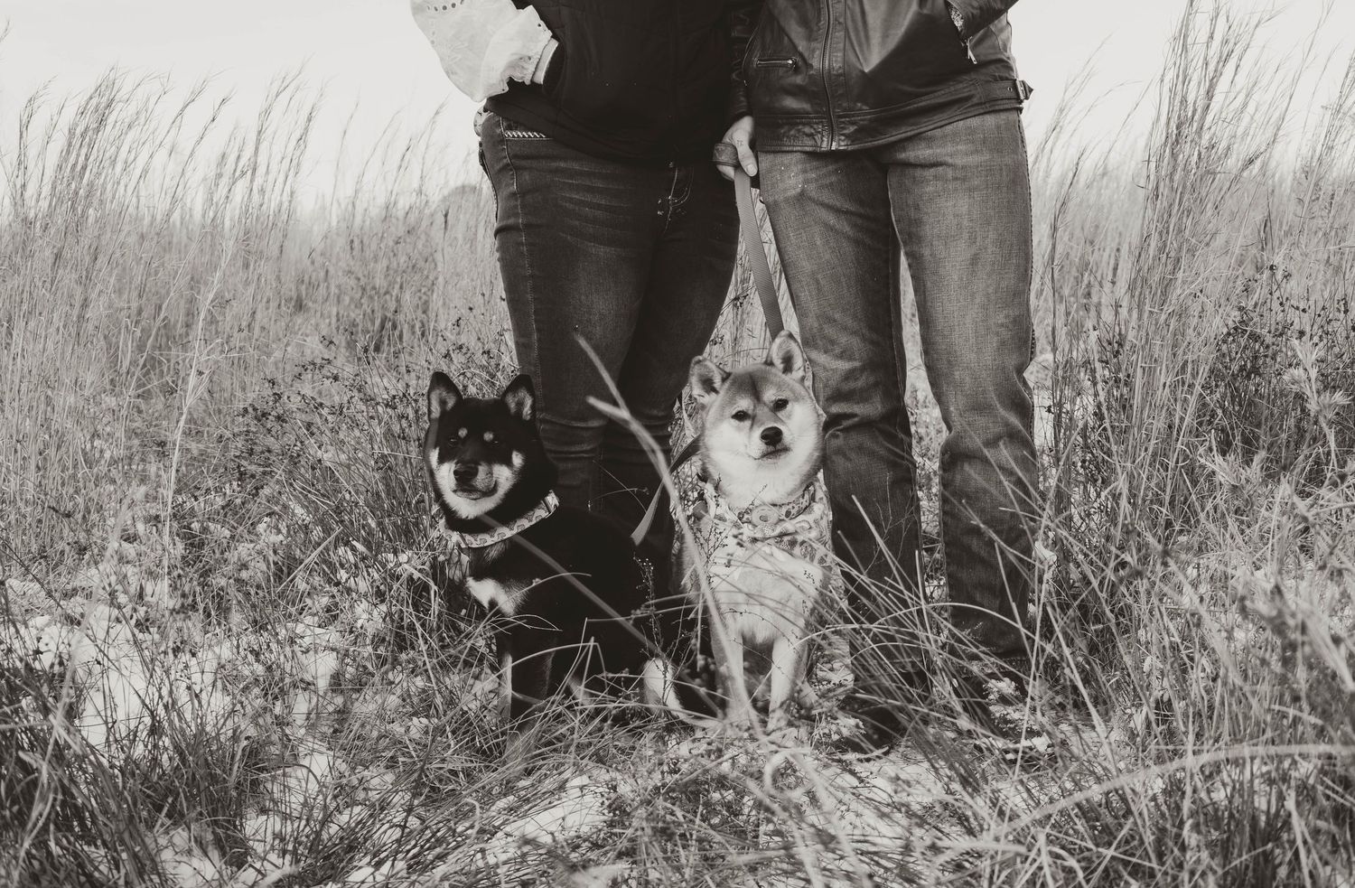 Two small dogs stand next to someone in jeans among tall grasses in a black and white photograph.
