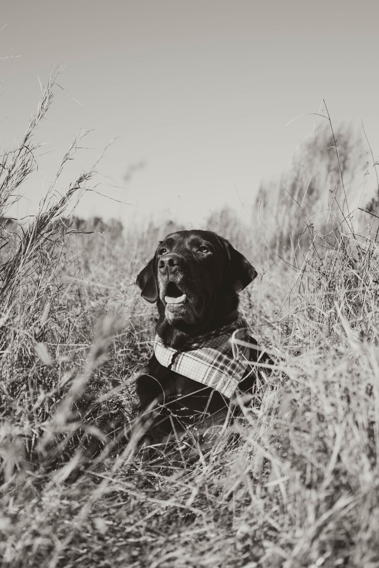 A black dog lies in tall grass and brush in a series of black and white photographs.