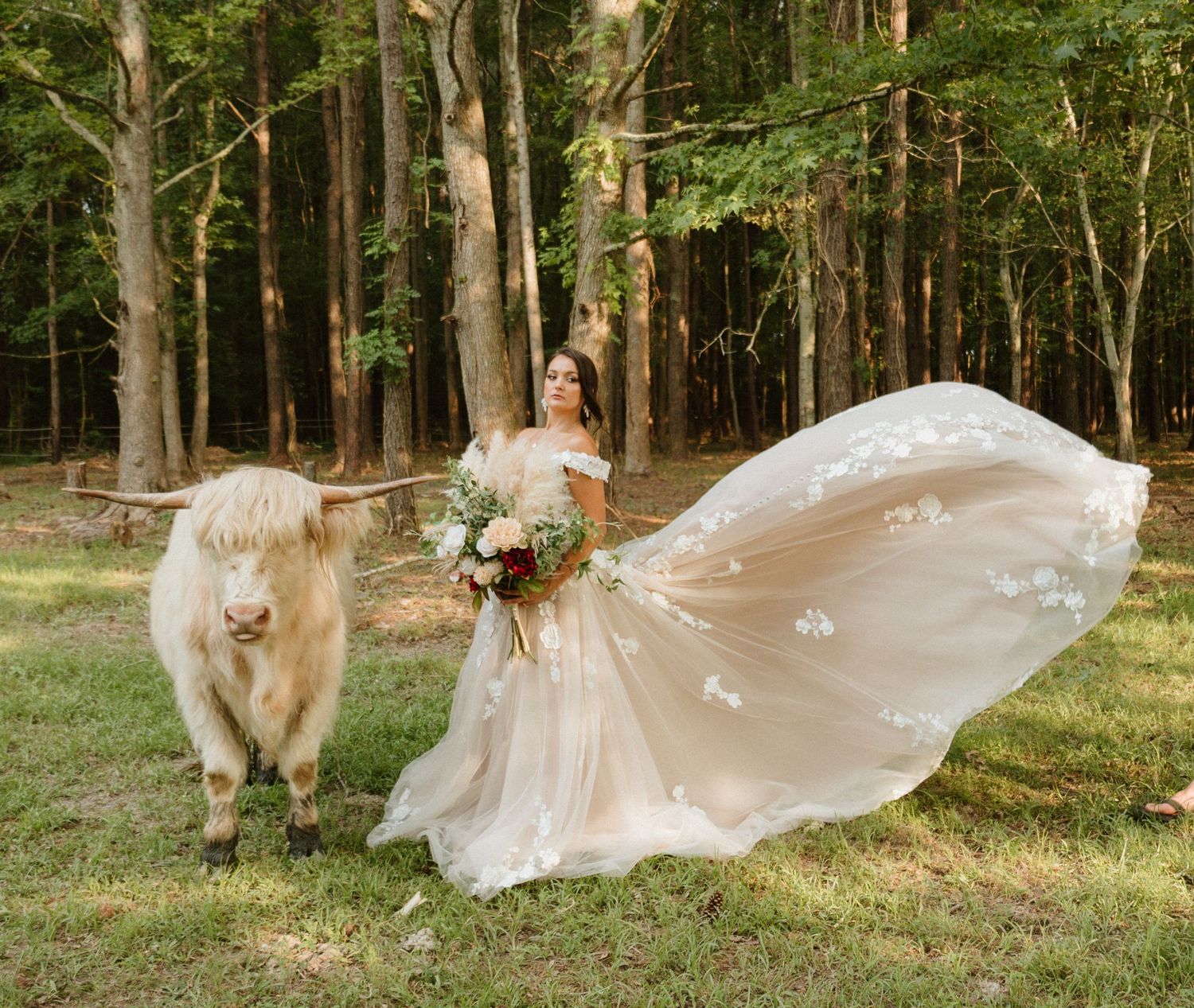 A bride in a flowing dress poses with a white highland cow in a wooded setting.