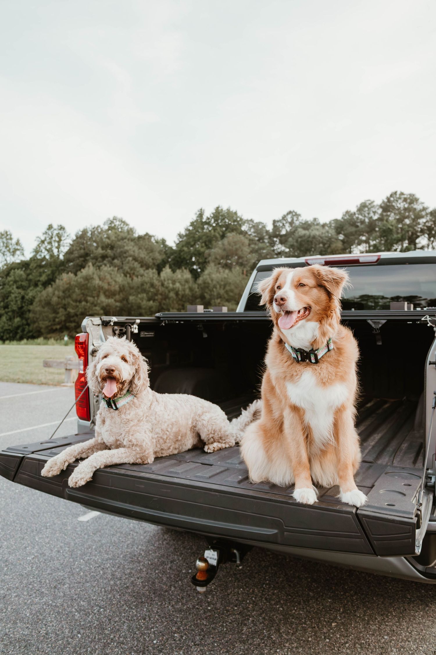 Two dogs, a Goldendoodle and Australian Shepherd, sitting in the bed of a black pickup truck outdoors.