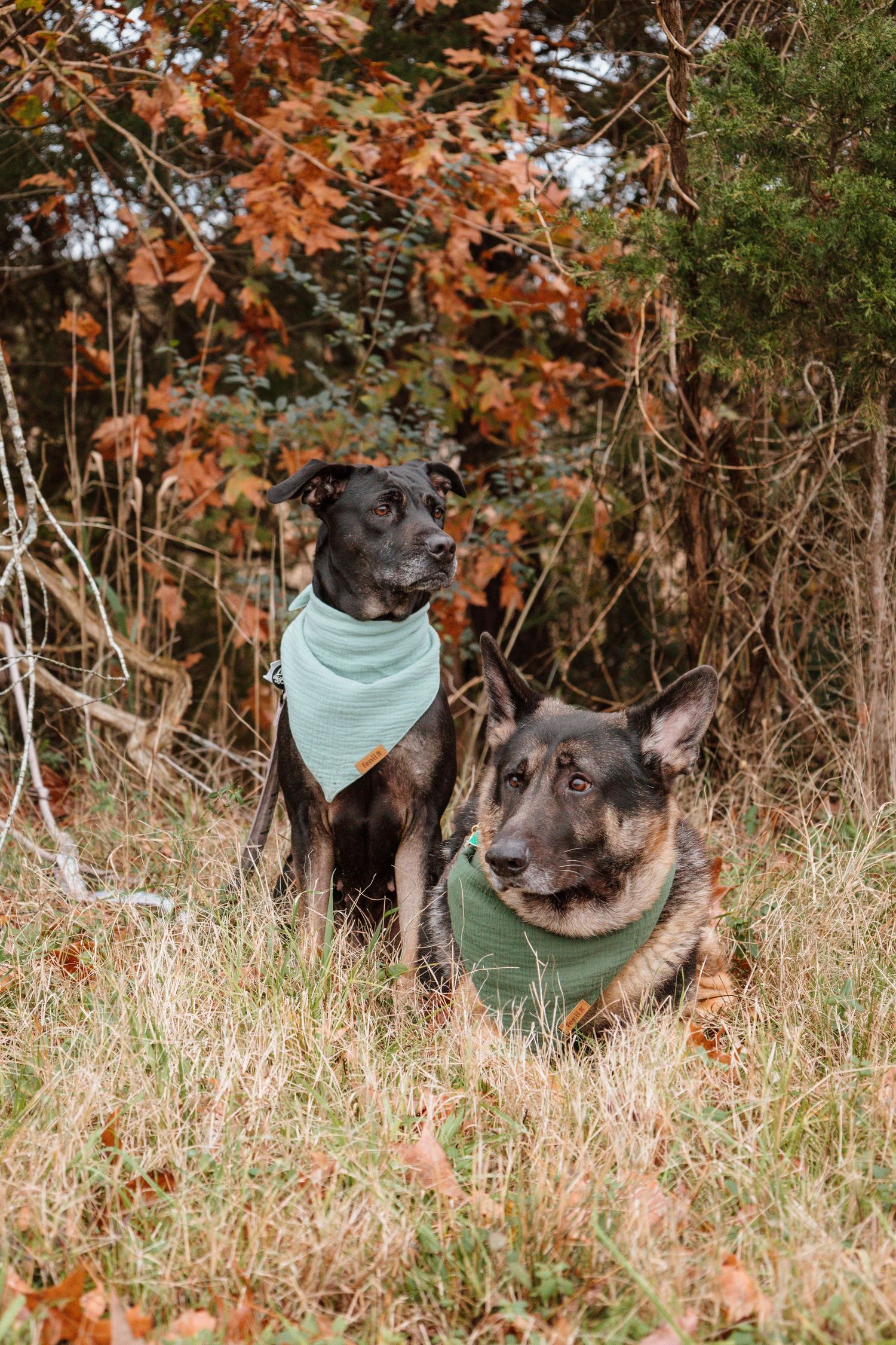 Two German Shepherds with mint green bandanas posing among autumn foliage.