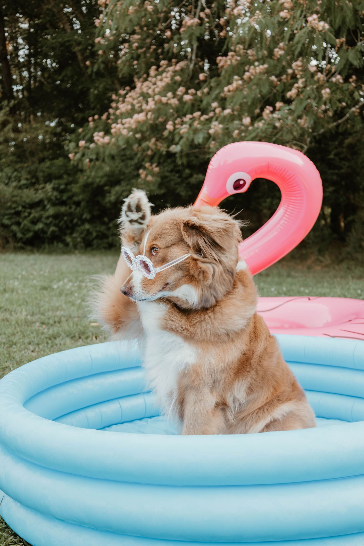 Fluffy dog wearing sunglasses sits in blue kiddie pool with pink flamingo float in garden.