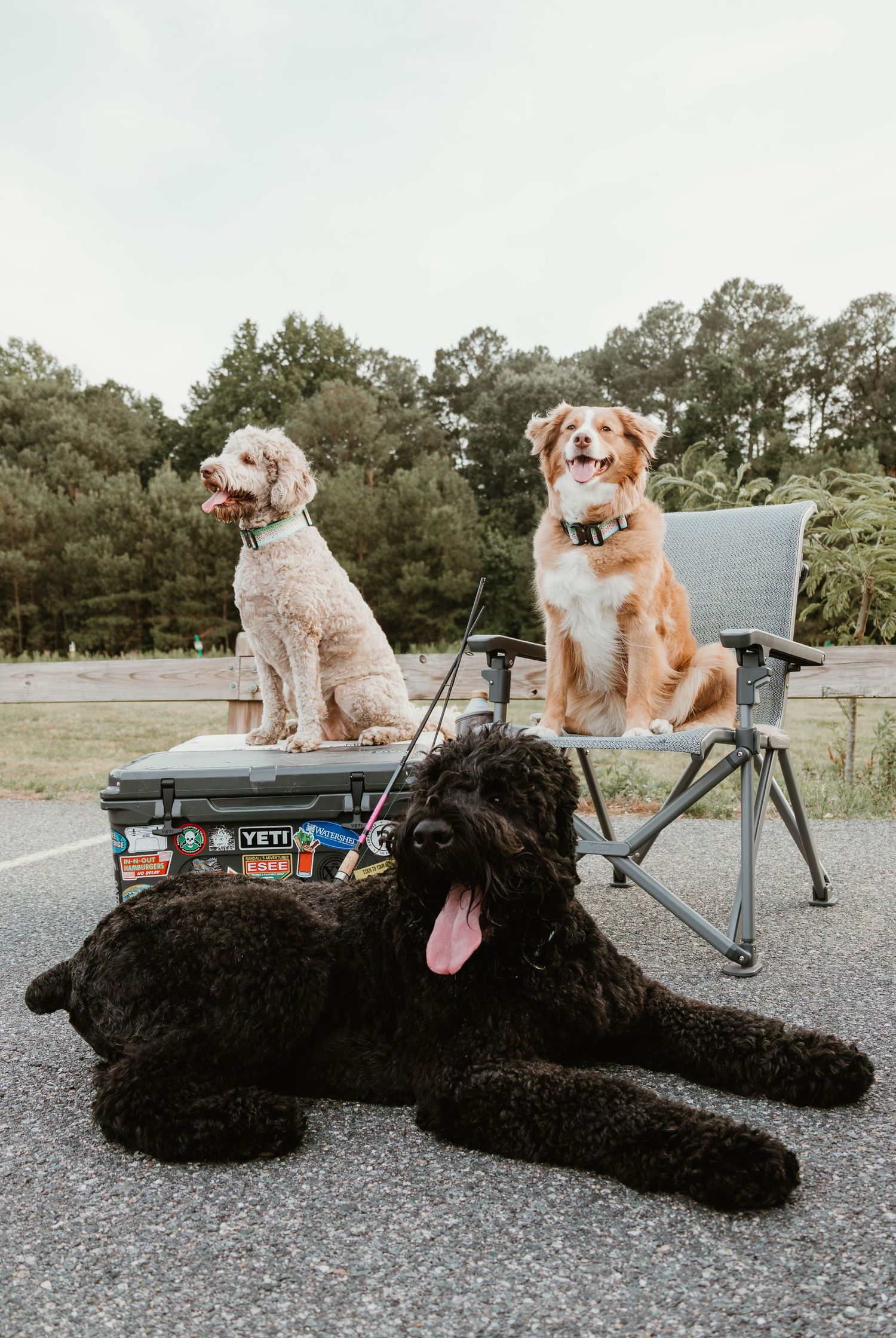 Three dogs pose outdoors near a Yeti cooler and camping chair, including a black doodle, goldendoodle, and Australian shepherd.