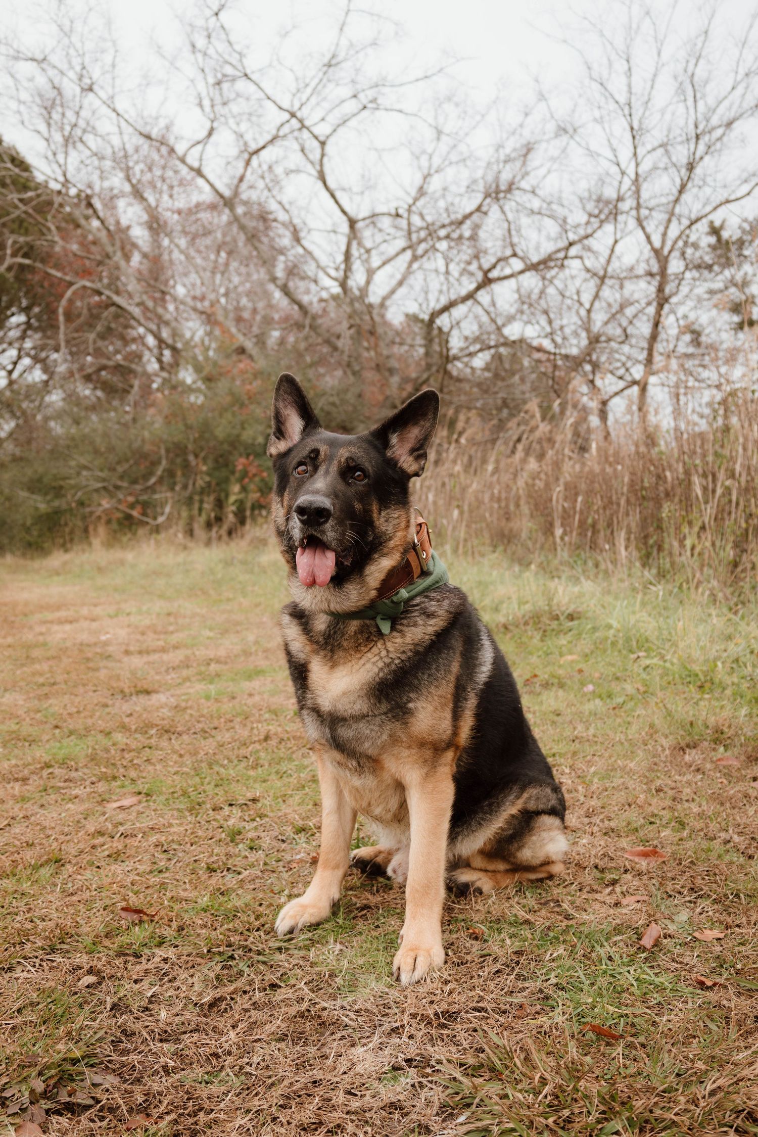 German Shepherd dog sitting and posing in a grassy field during autumn.