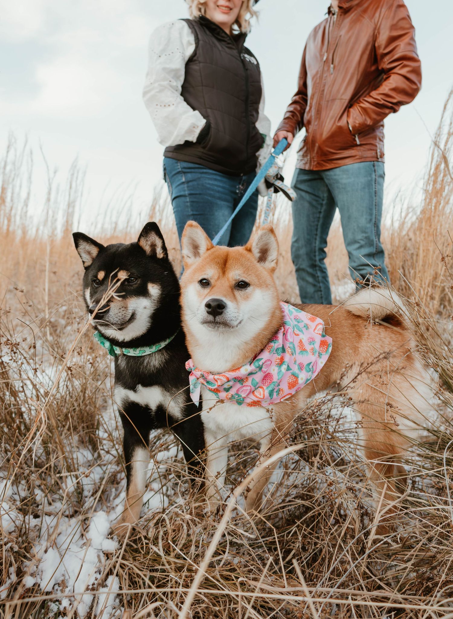 Two Shiba Inu dogs wearing colorful bandanas pose together in tall dried grass during a winter photoshoot.