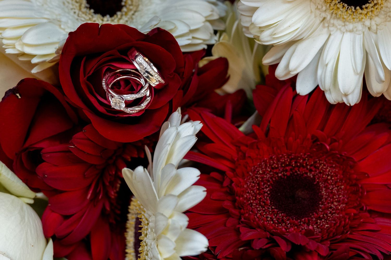 Close up of wedding rings set into brides bouquet of red and white roses and Gerber daisies.