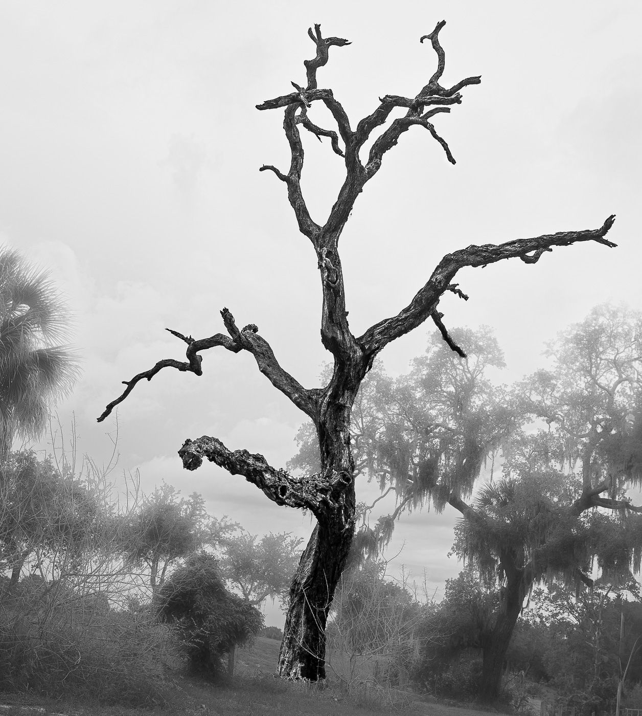 Black and white photo of a bare, dead tree with gnarled branches standing in a misty, foggy landscape.