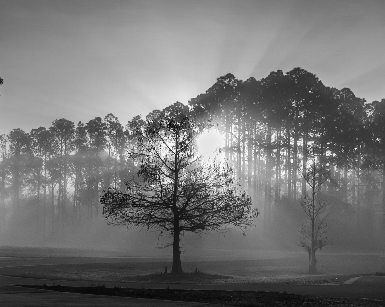 Misty black and white landscape with silhouetted trees creating moody atmospheric scene.