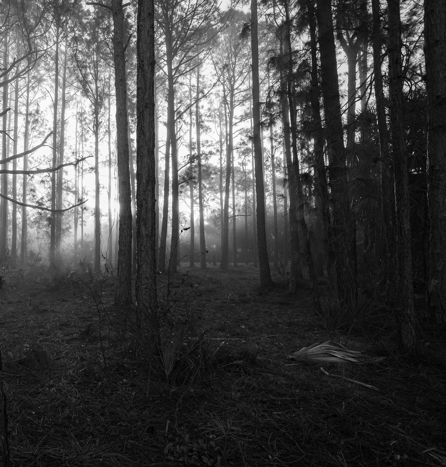 Misty forest scene with tall trees creating an atmospheric silhouette effect in black and white.