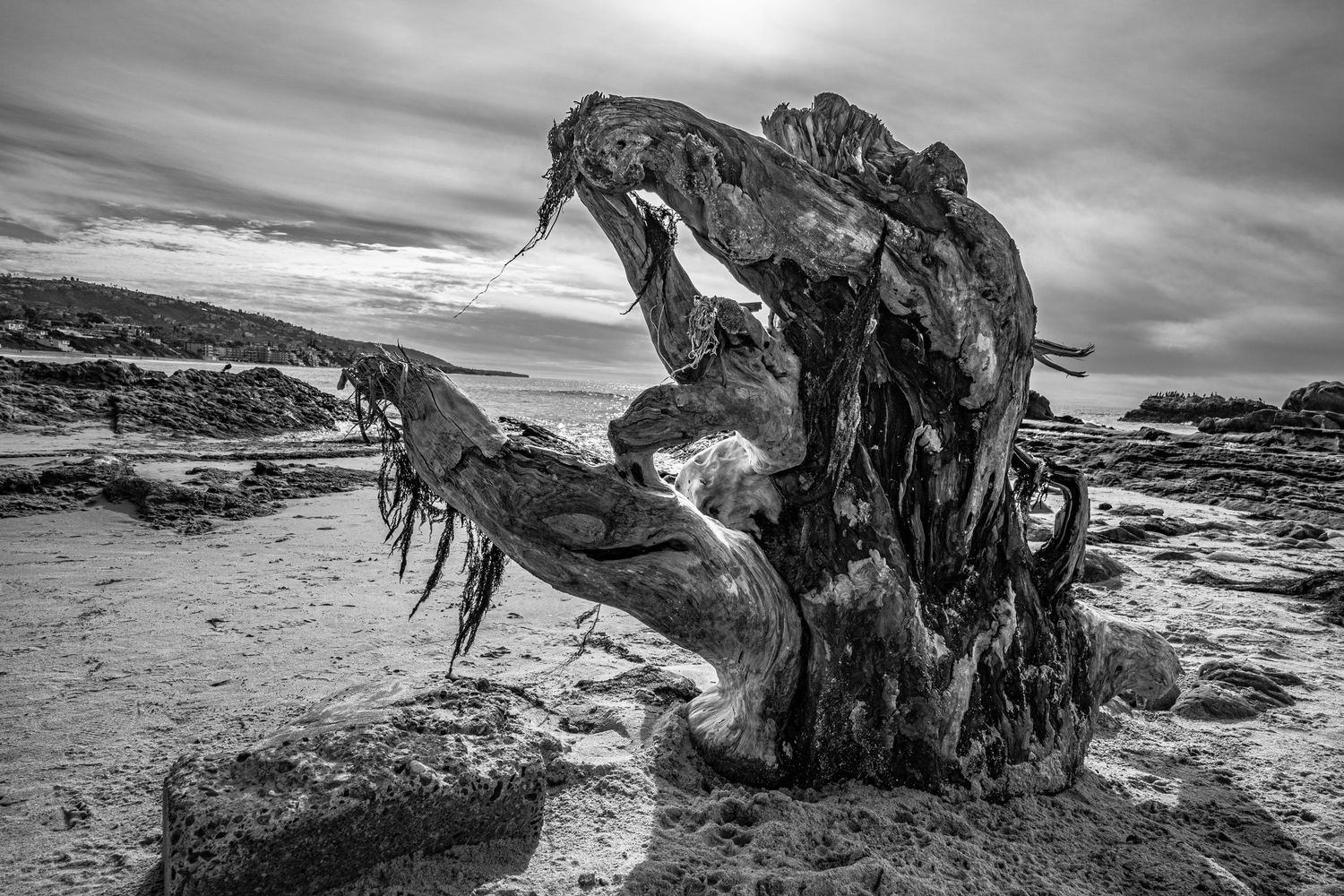 Black and white coastal landscape with dramatic driftwood and rocky shoreline.