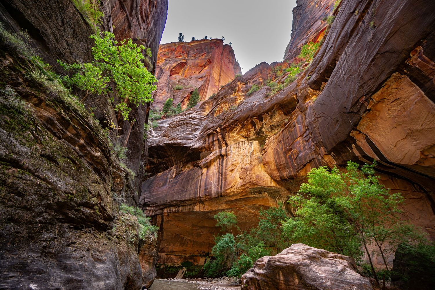 Panoramic view of red rock canyon walls with green vegetation in a desert landscape.