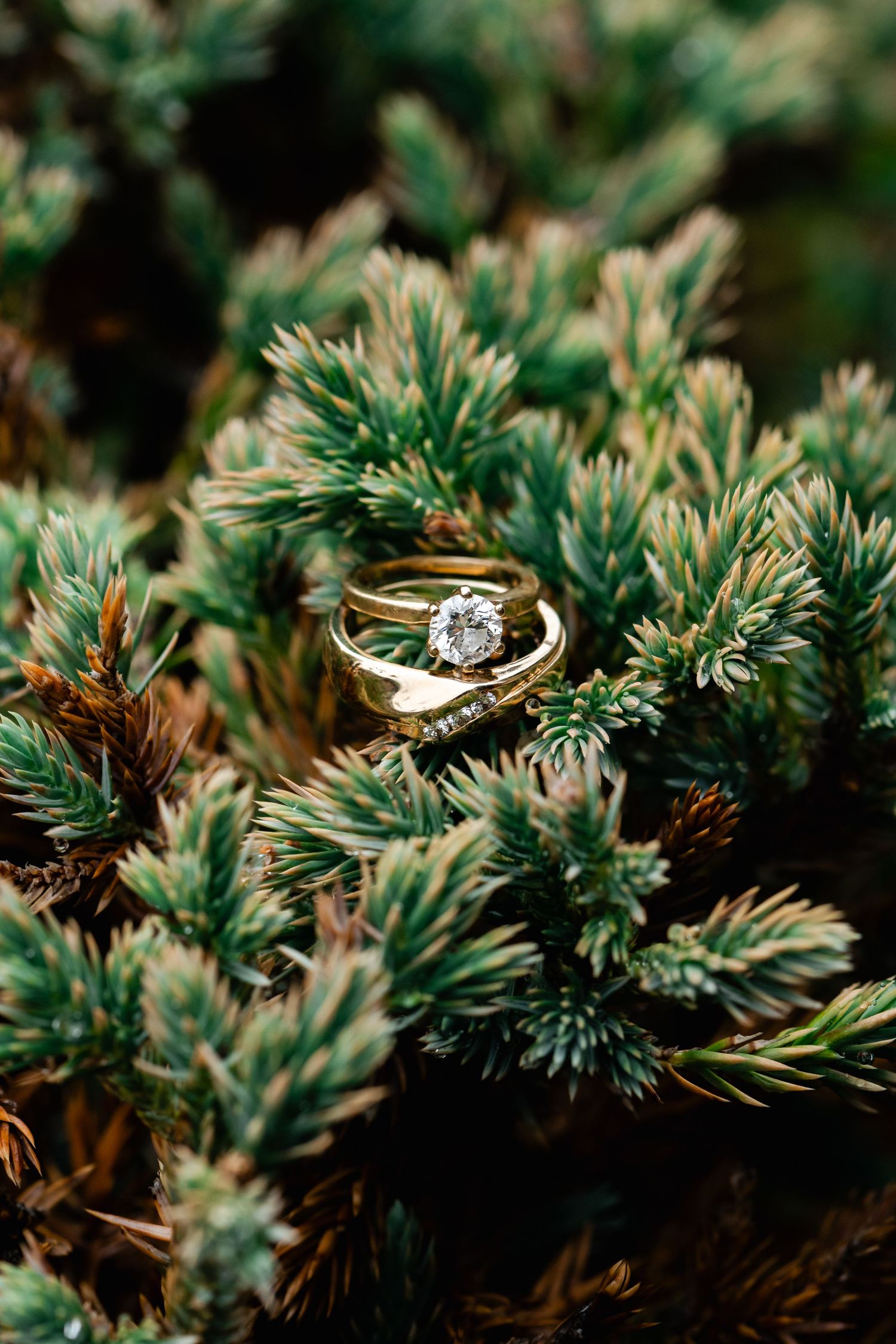 Gold wedding rings nestled among green pine needles in an artistic macro shot.