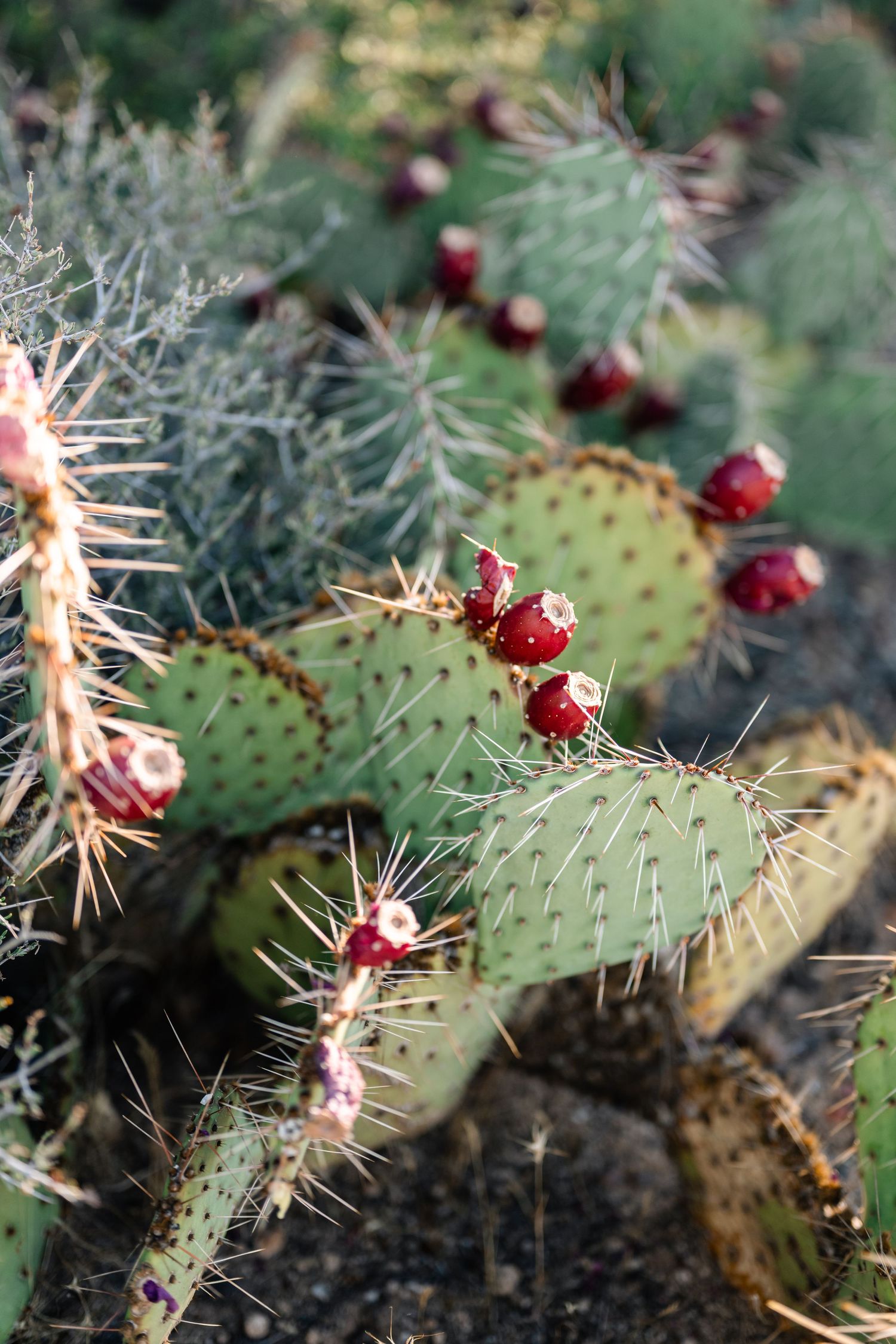 Prickly pear cactus detail shot in bridal gallery