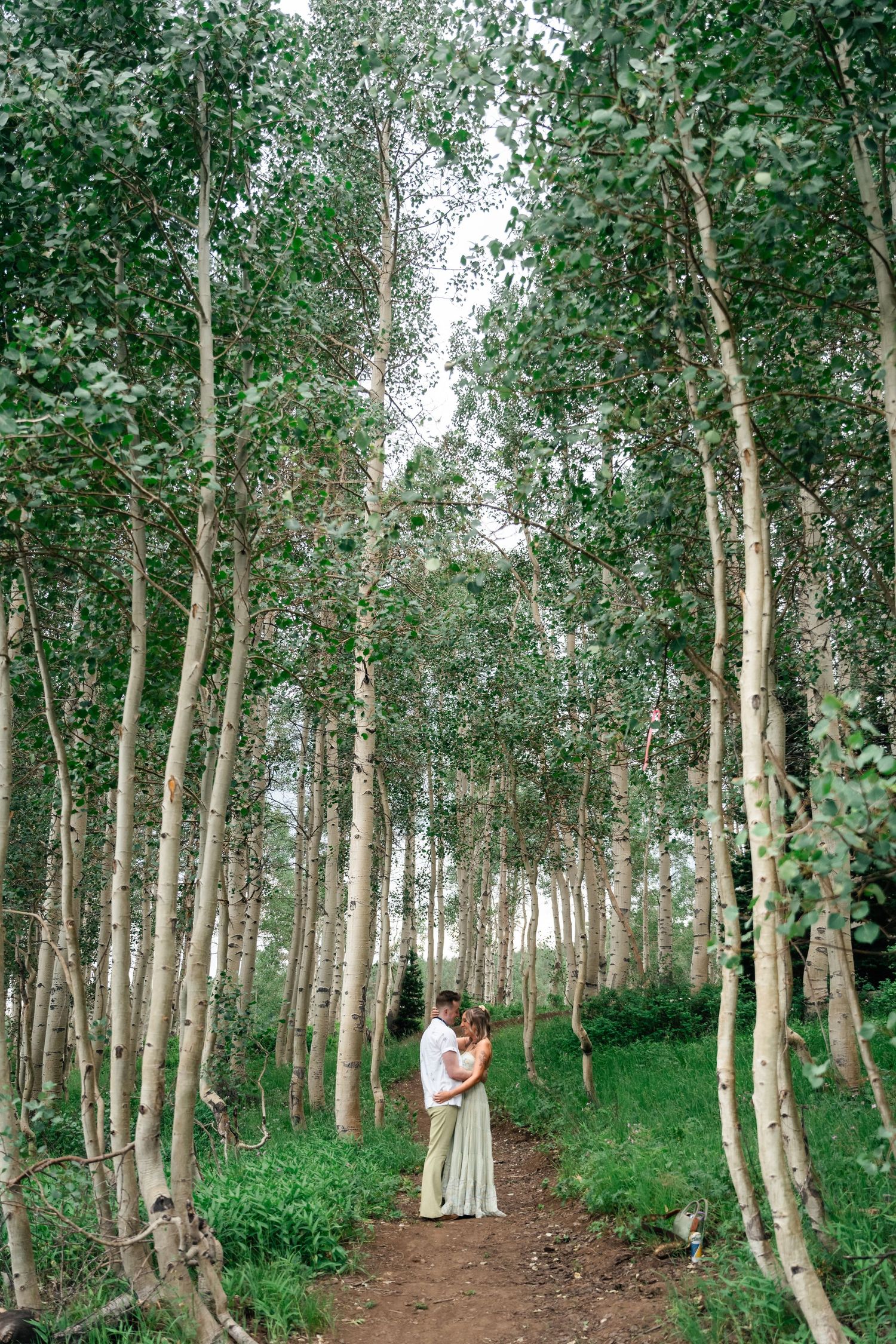 A wooded path winds through a serene grove of white birch trees.