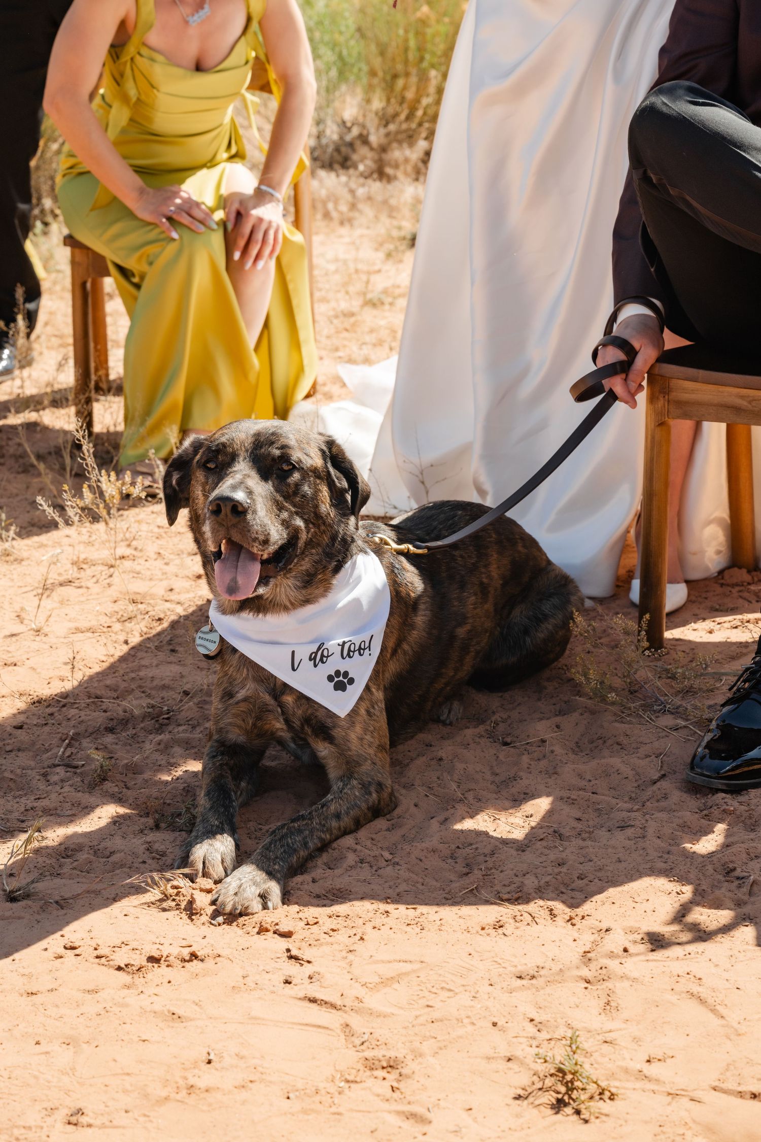 Wedding dog wearing an I Do Too bandana lying on red sand dirt during outdoor desert wedding ceremony.
