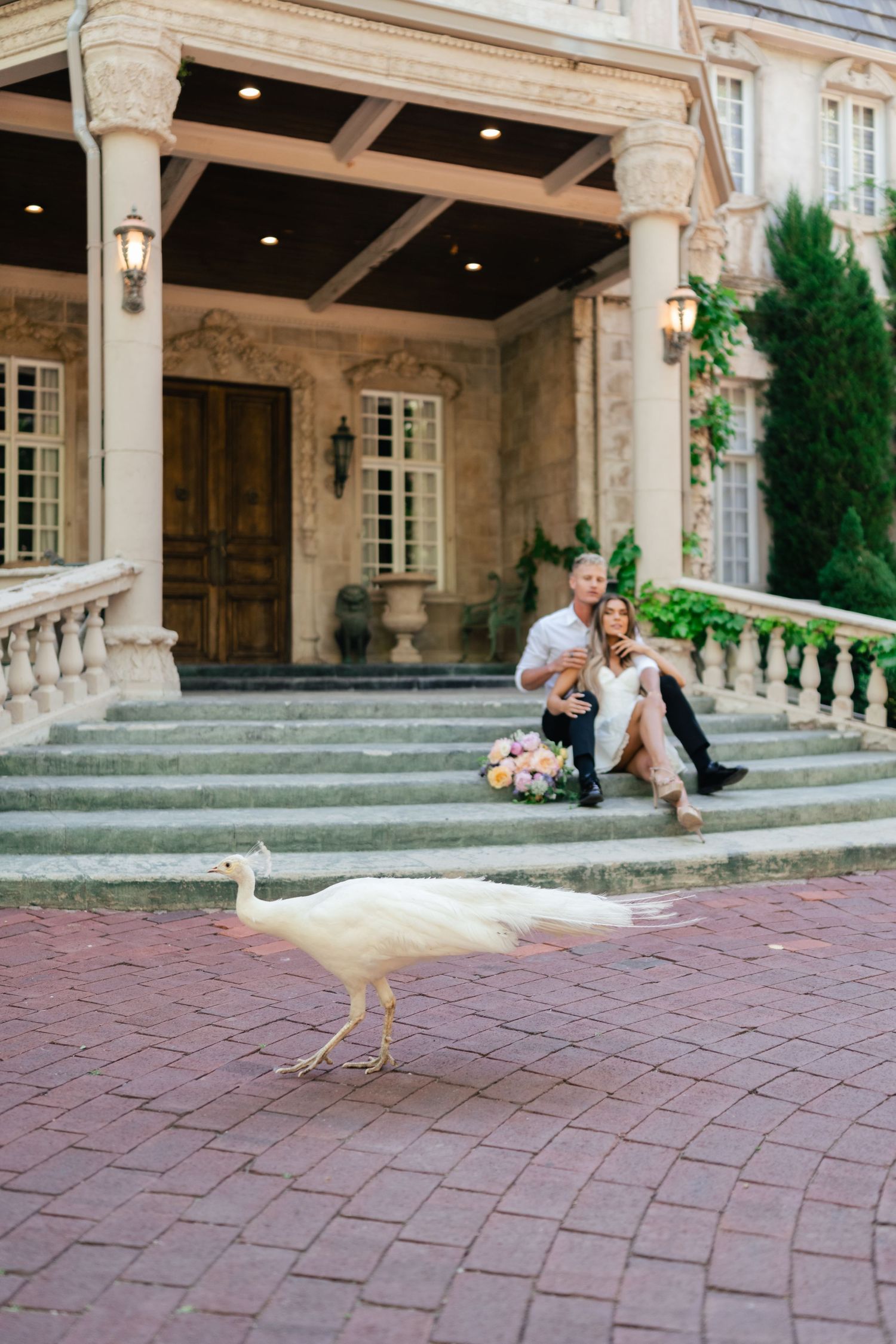 A white peacock walks on red brick pavement in front of an elegant mansion's entrance with stone columns.
