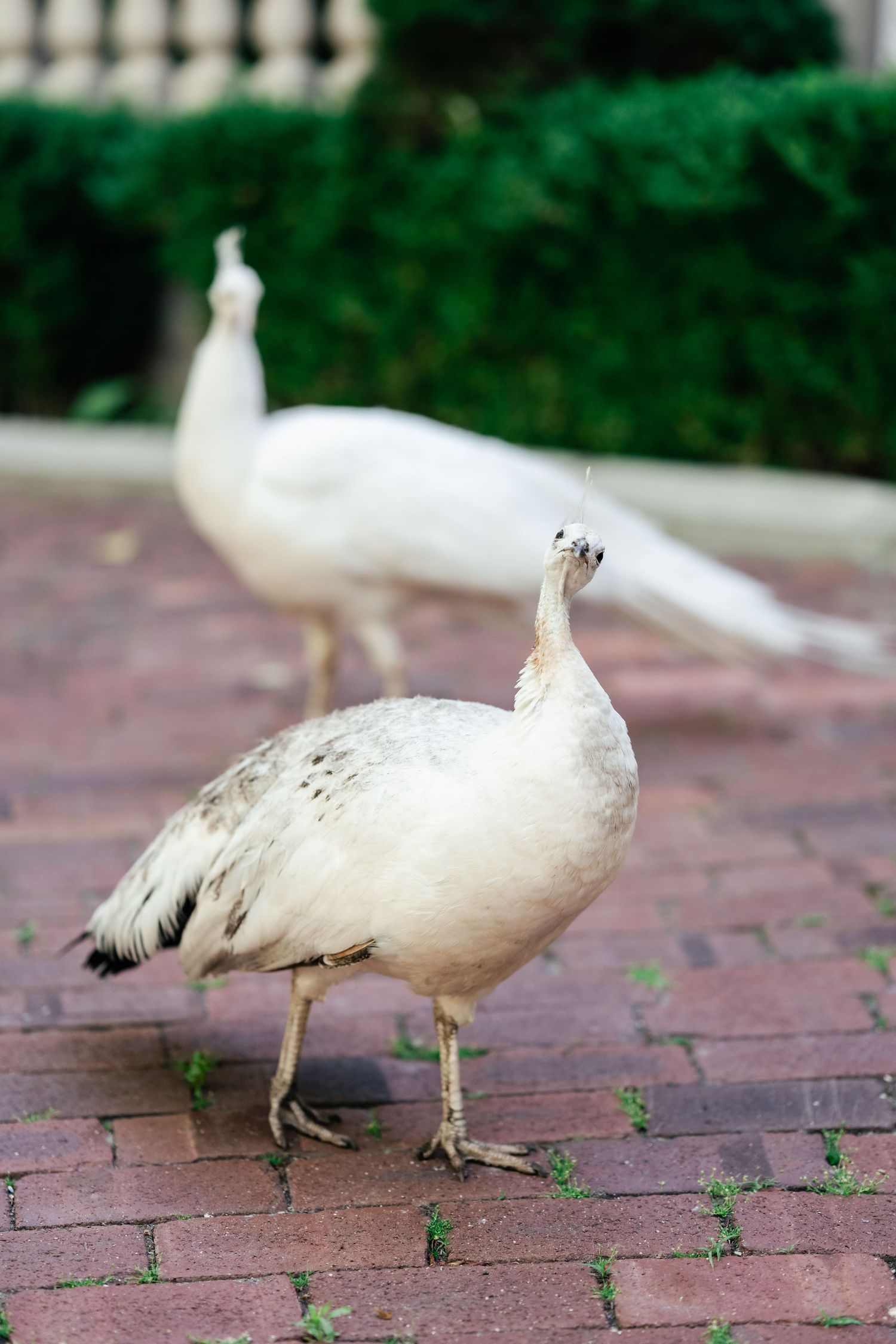 Two white peacocks standing on brick pavement against a garden backdrop.
