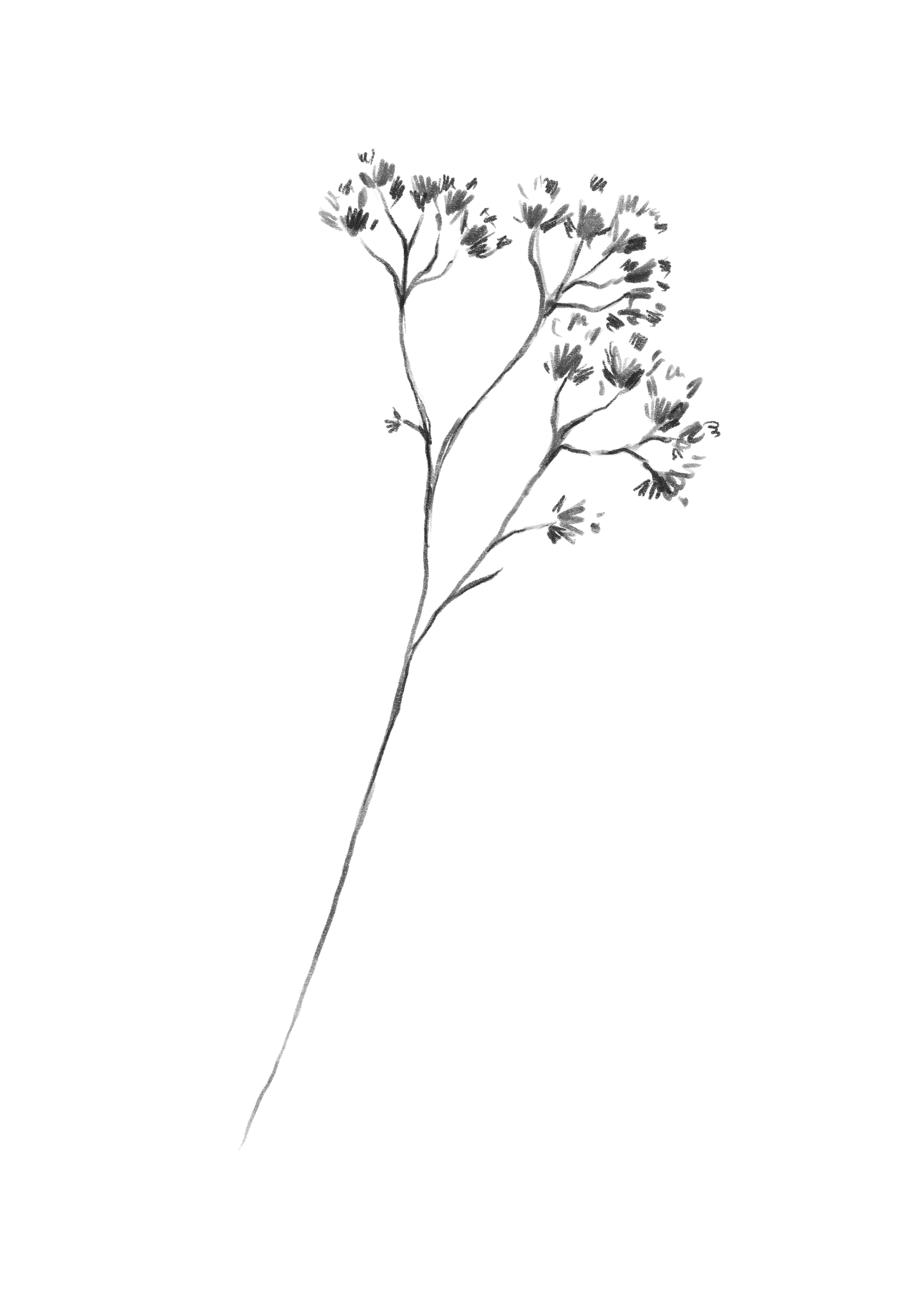 Simple black line drawings of delicate wildflower stems and seed heads against a white background.