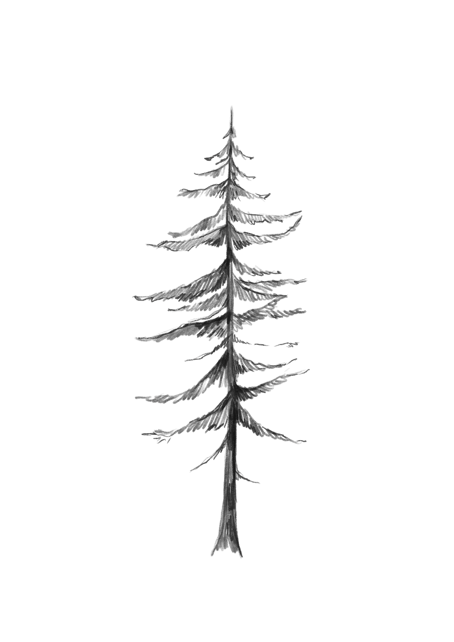 Simple black and white ink drawing of three evergreen pine trees in a minimalist sketched style. Mountain Wedding Photographer.
